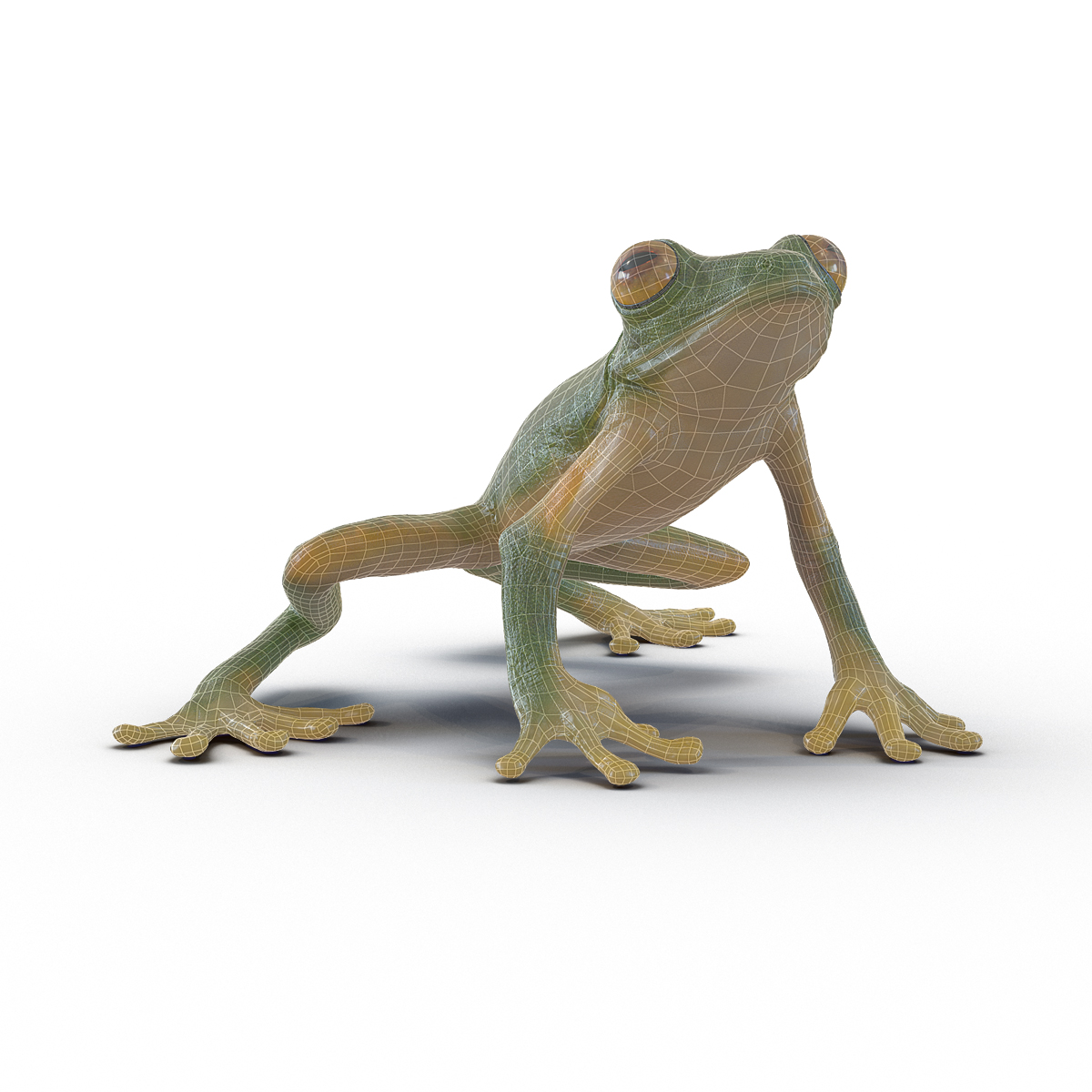 3D Tree Frog Pose 3