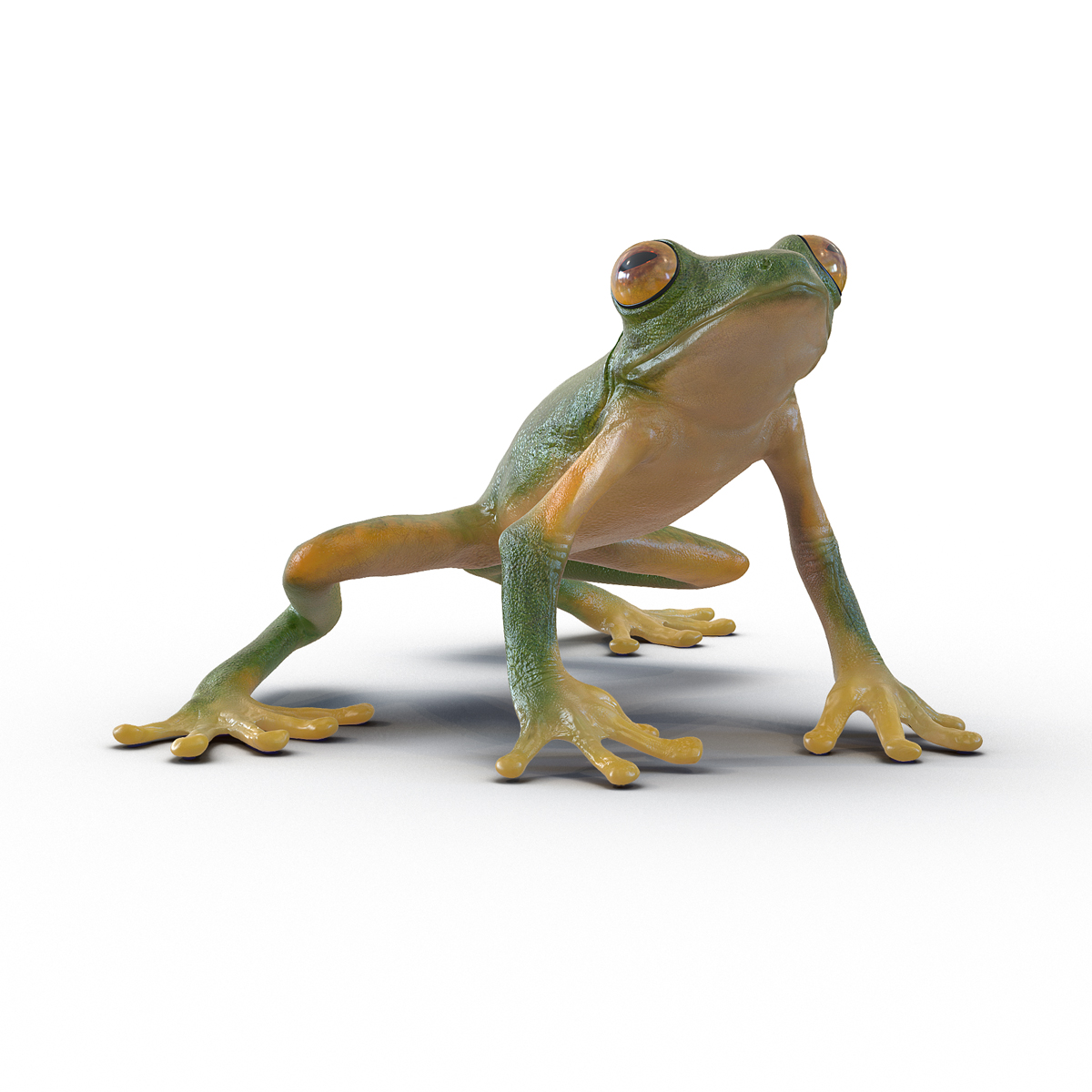 3D Tree Frog Pose 3