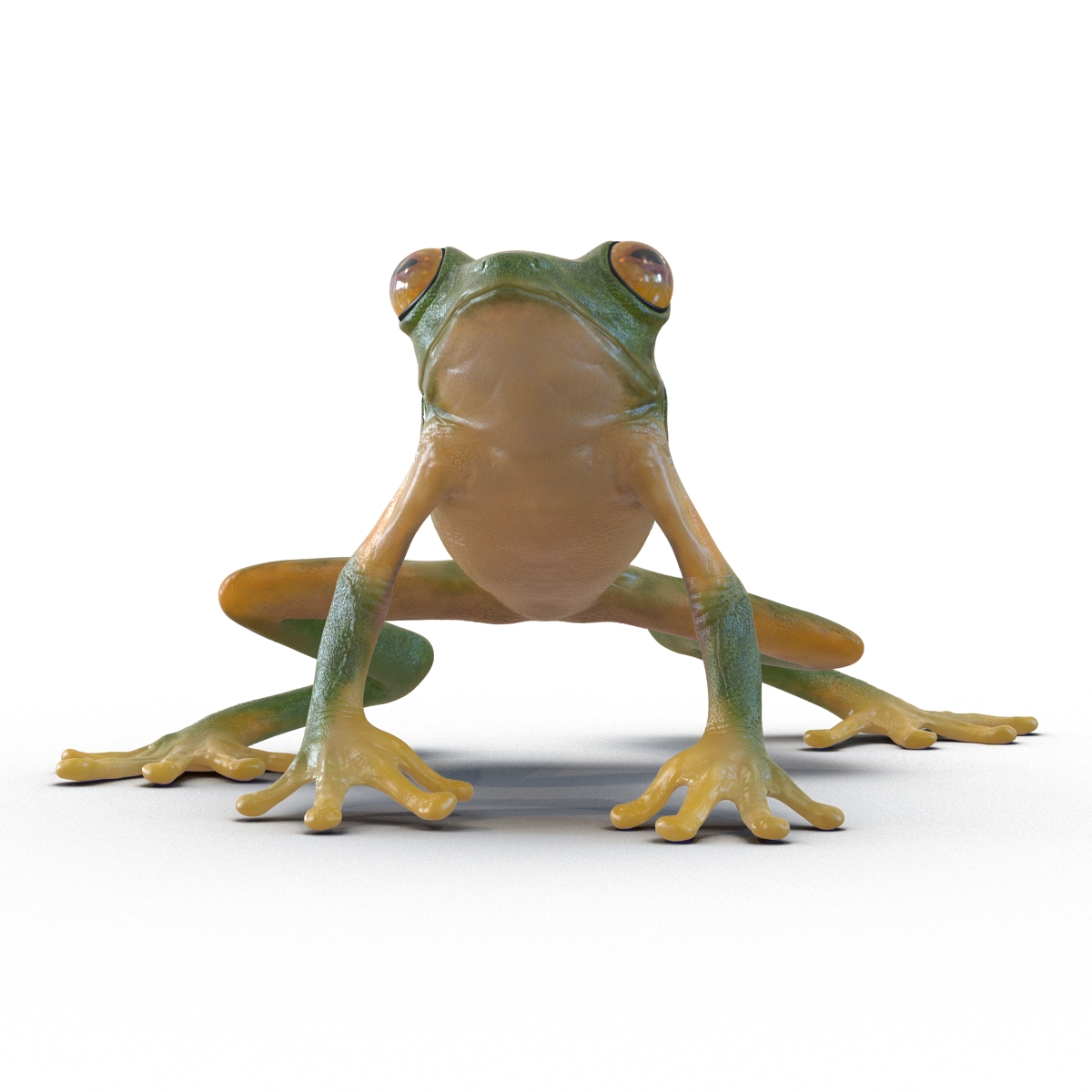 3D Tree Frog Pose 3