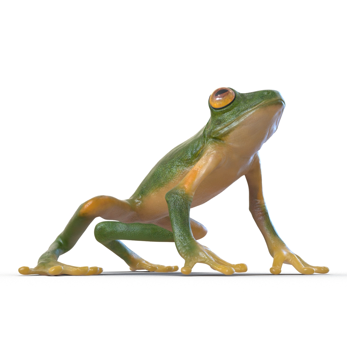 3D Tree Frog Pose 3