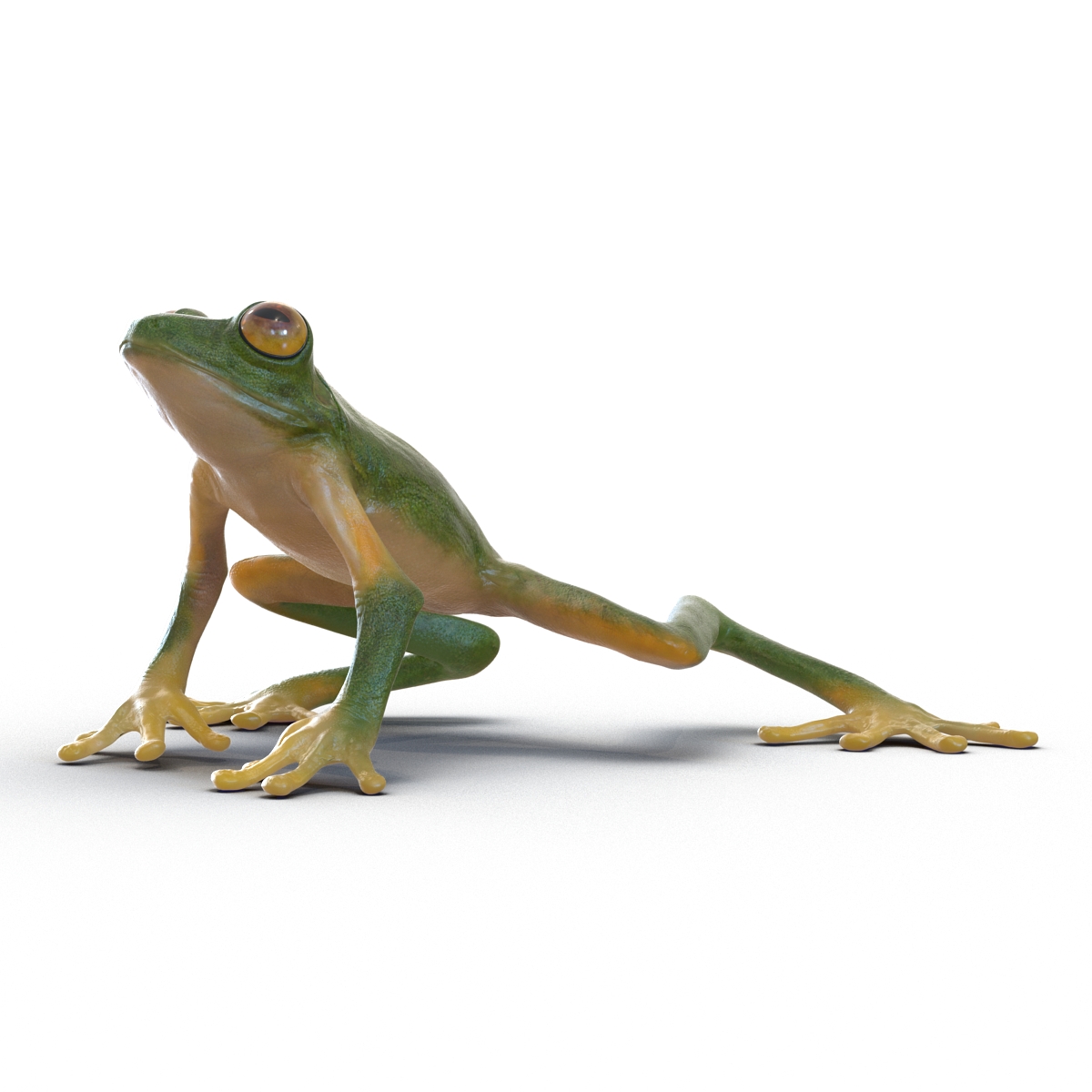 3D Tree Frog Pose 3