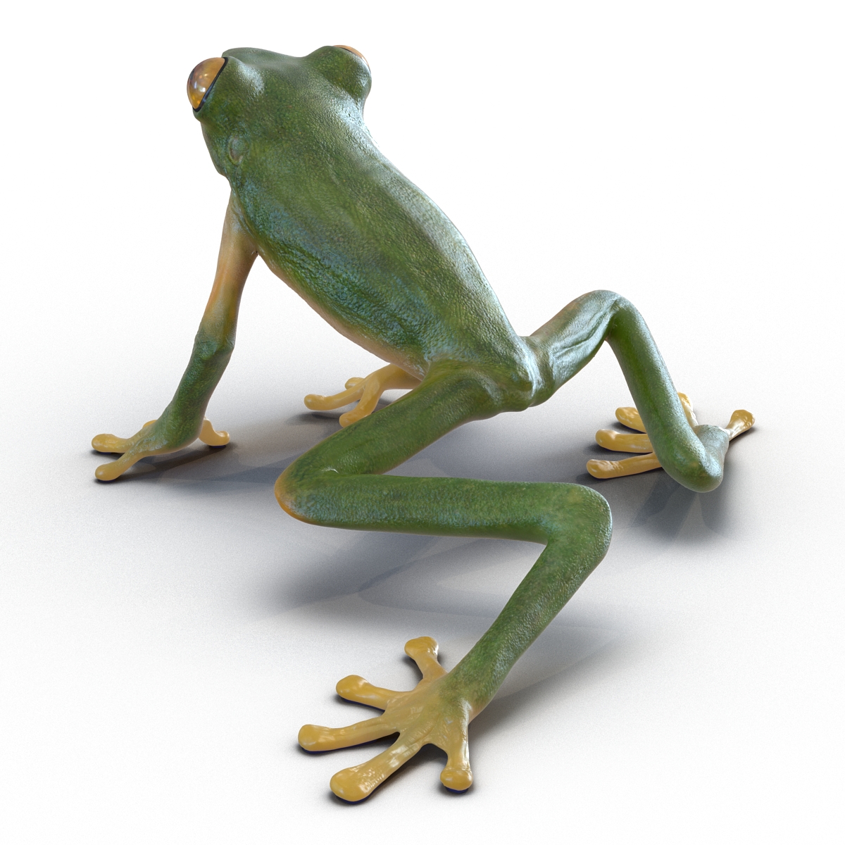 3D Tree Frog Pose 3