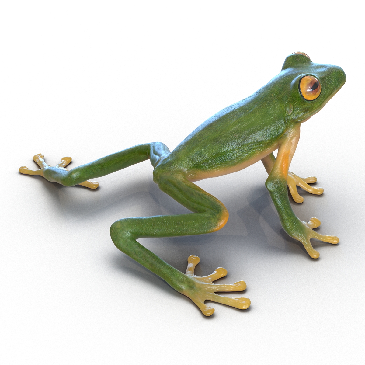 3D Tree Frog Pose 3