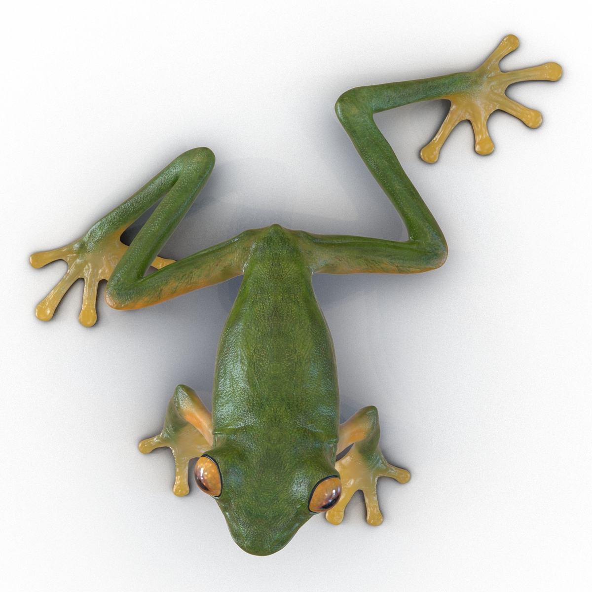 3D Tree Frog Pose 3