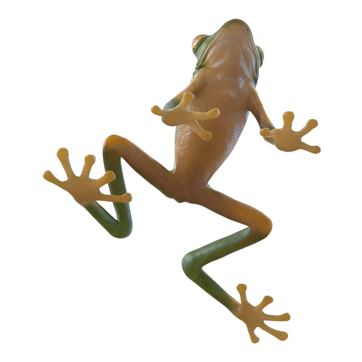 3D Tree Frog Pose 3