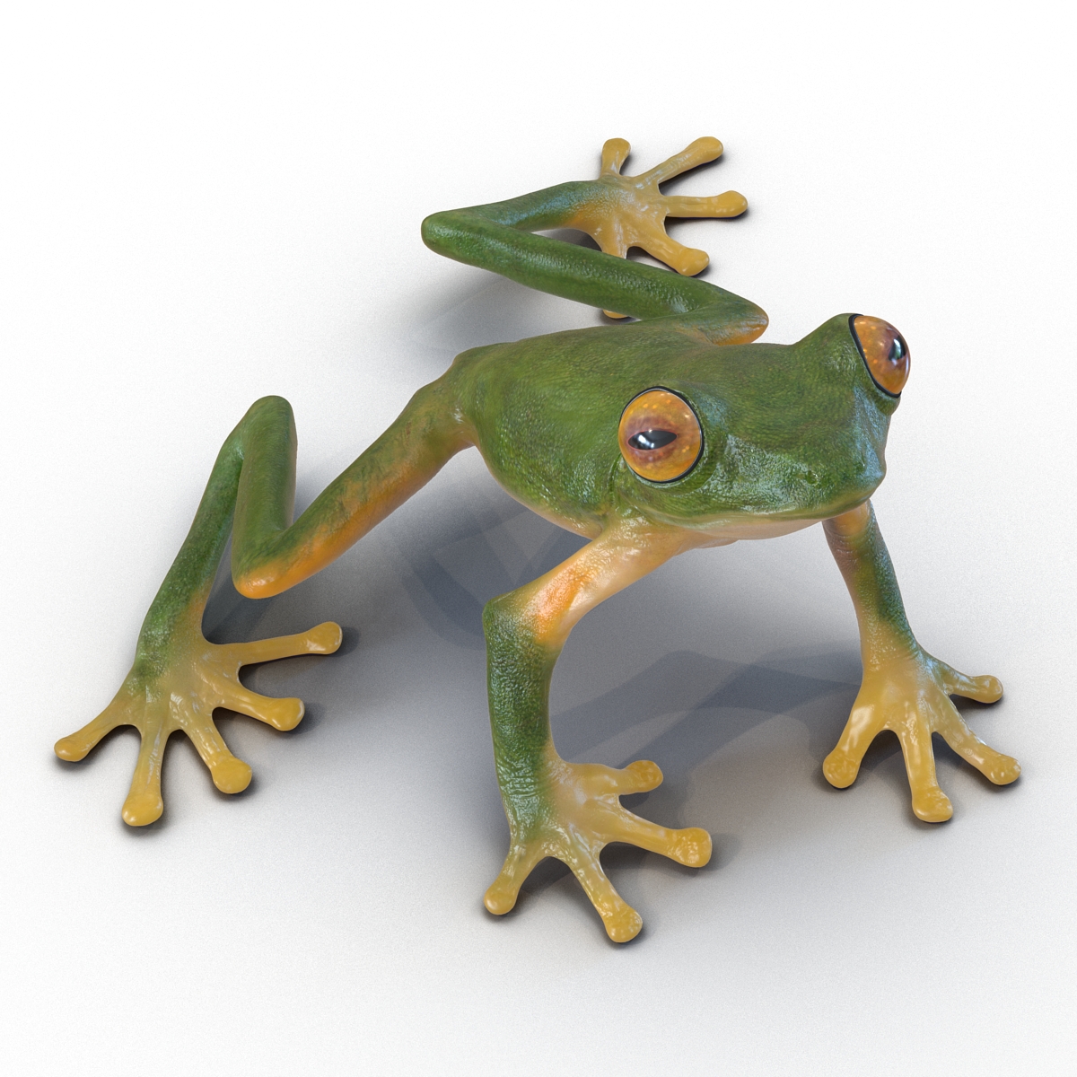 3D Tree Frog Pose 3