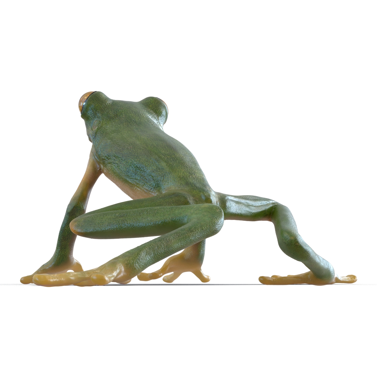 3D Tree Frog Pose 3