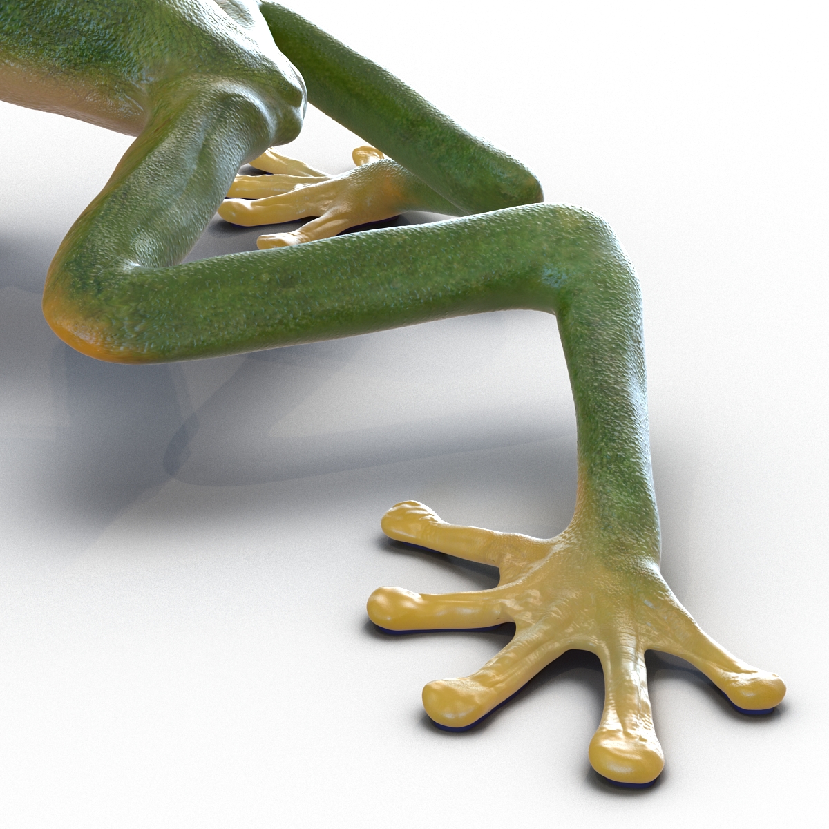 3D Tree Frog Pose 3