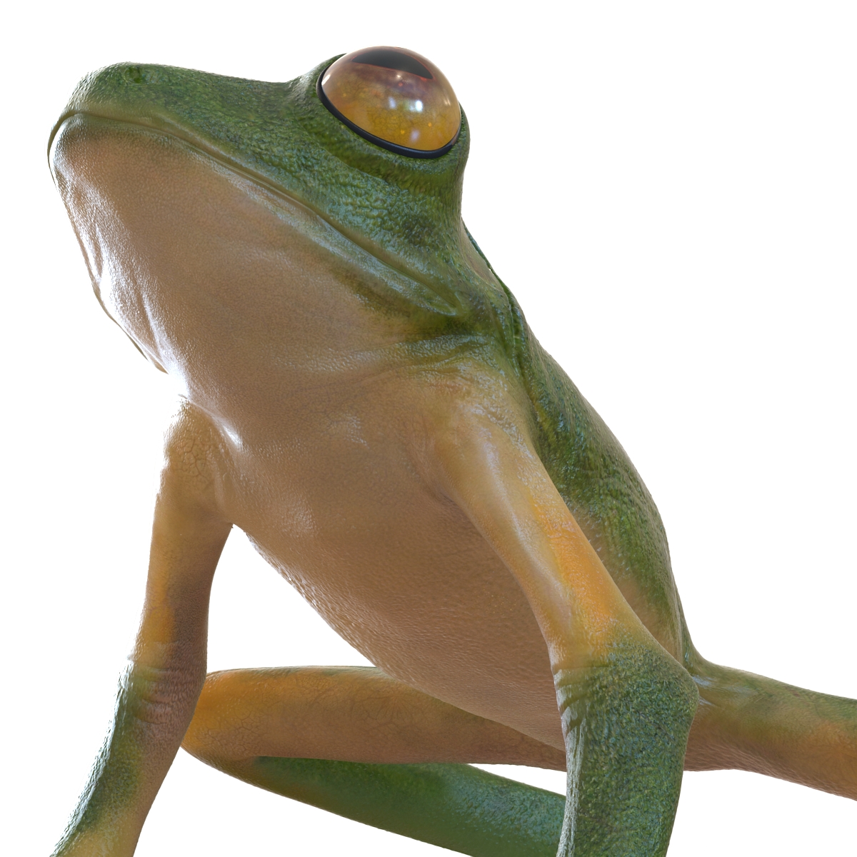 3D Tree Frog Pose 3