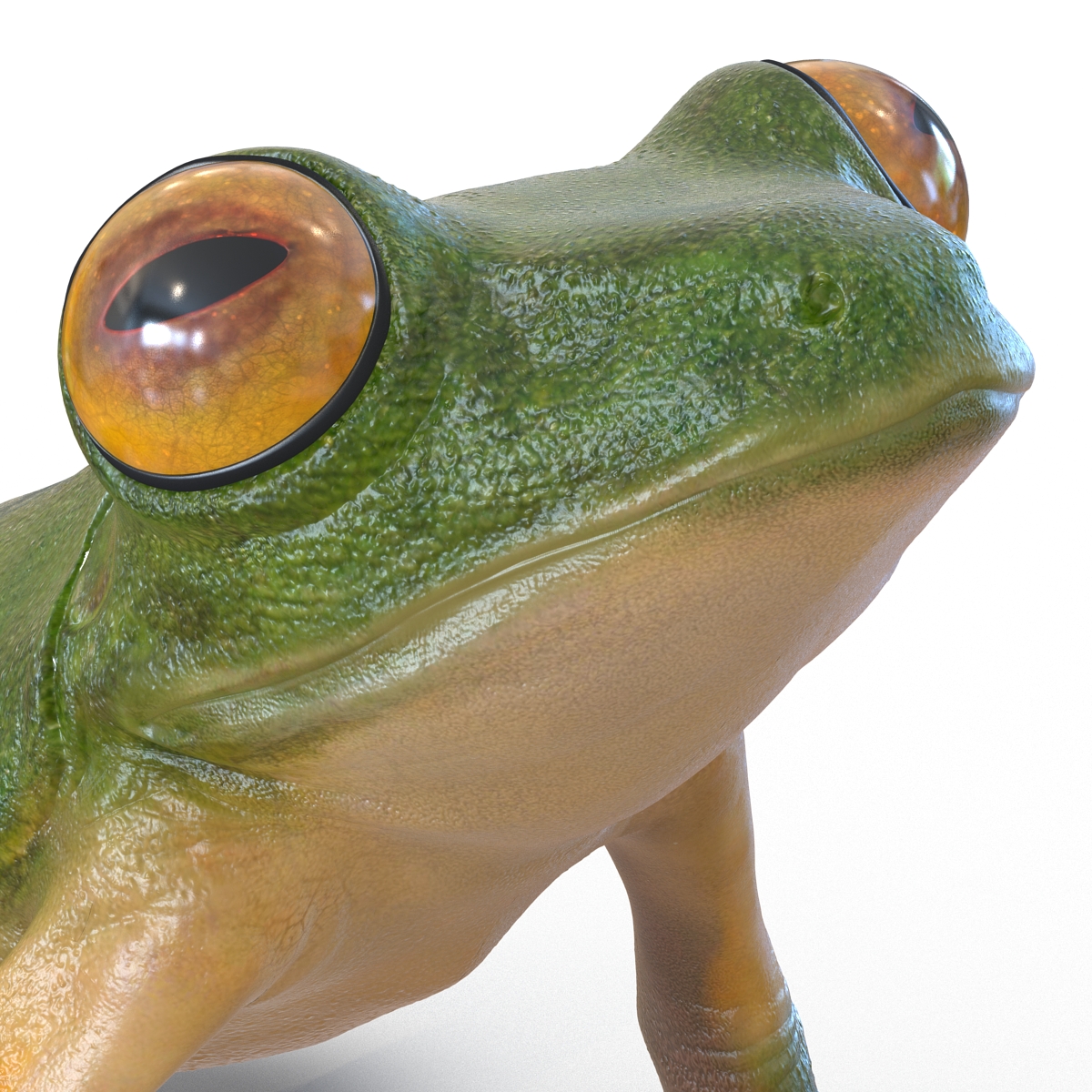 3D Tree Frog Pose 3