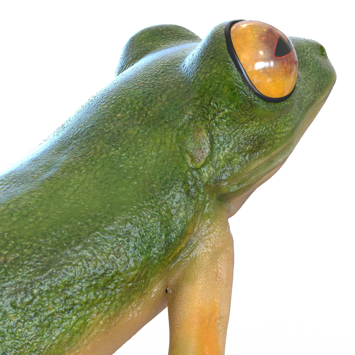 3D Tree Frog Pose 3