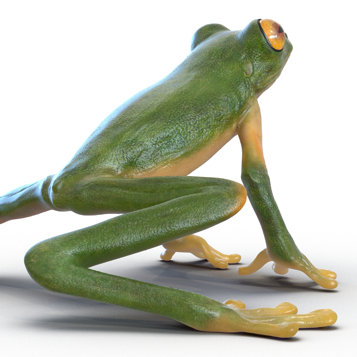 3D Tree Frog Pose 3