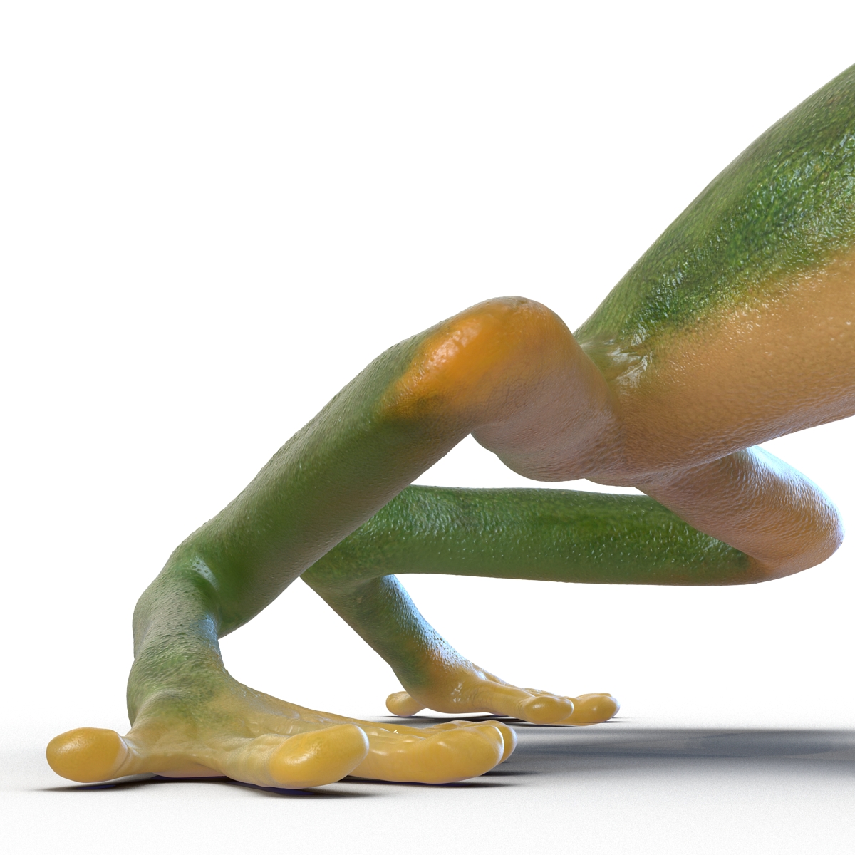 3D Tree Frog Pose 3