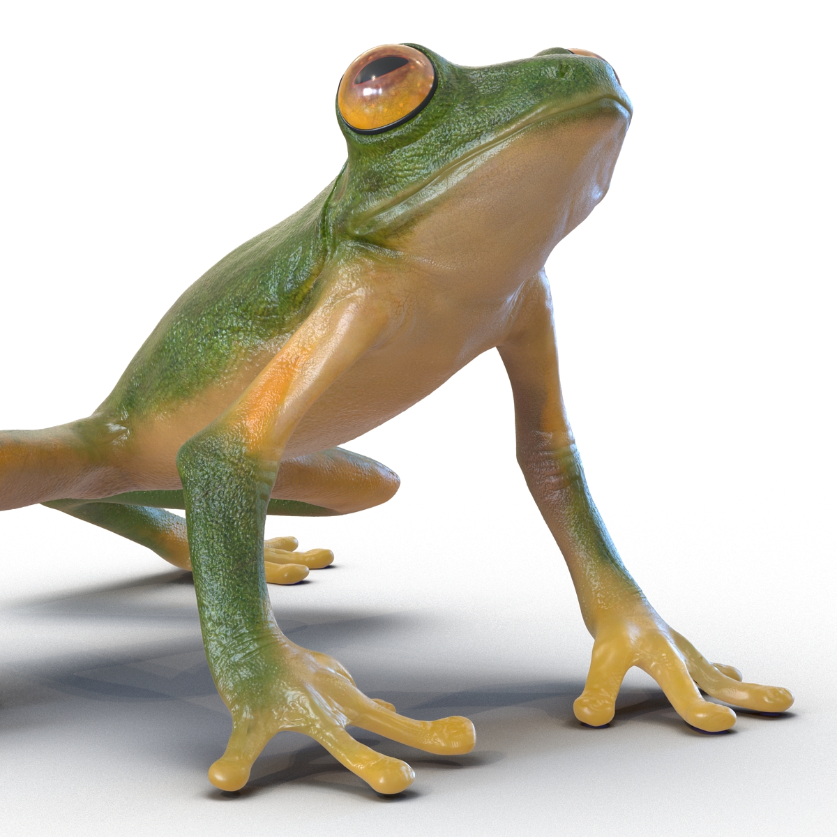 3D Tree Frog Pose 3