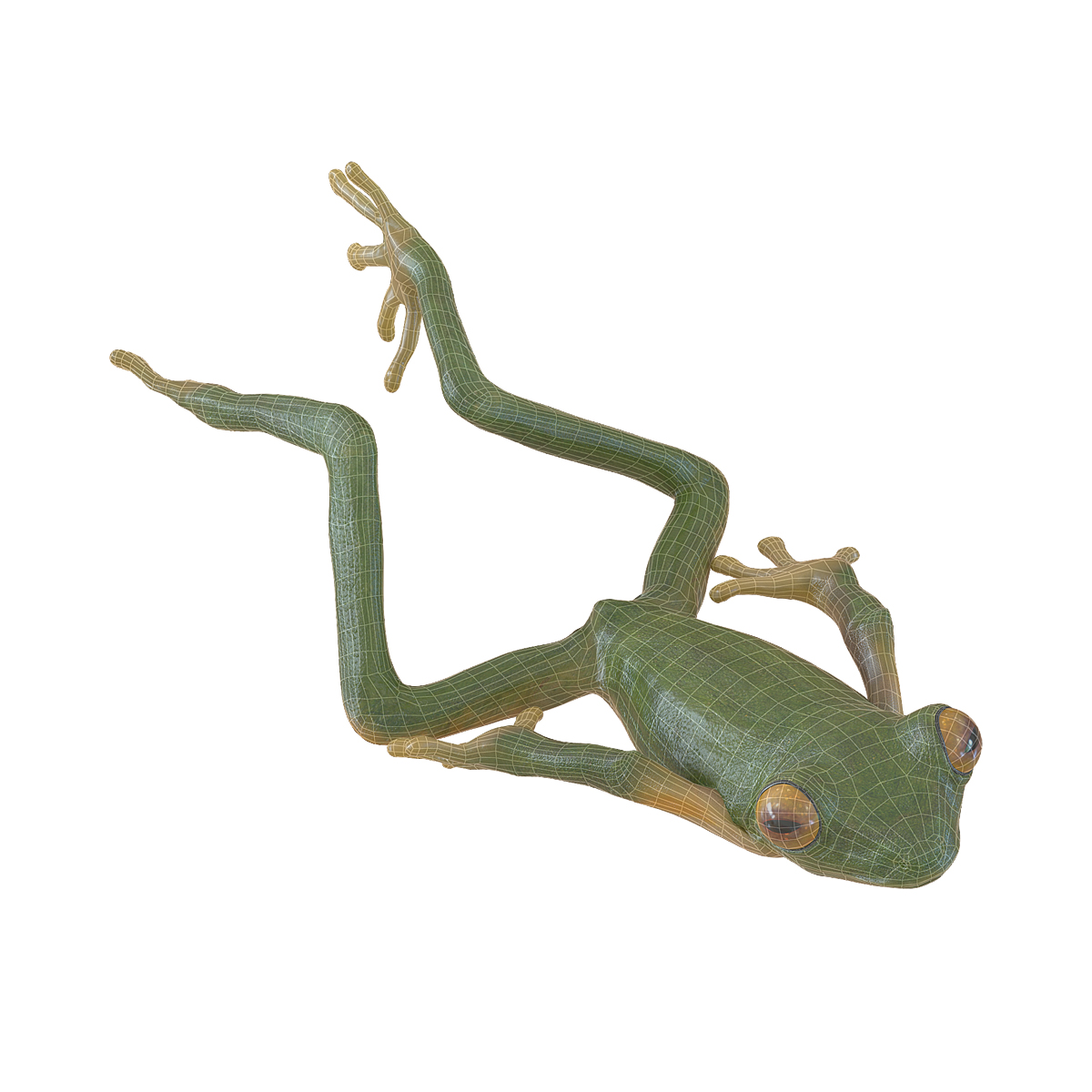 3D Tree Frog Pose 4