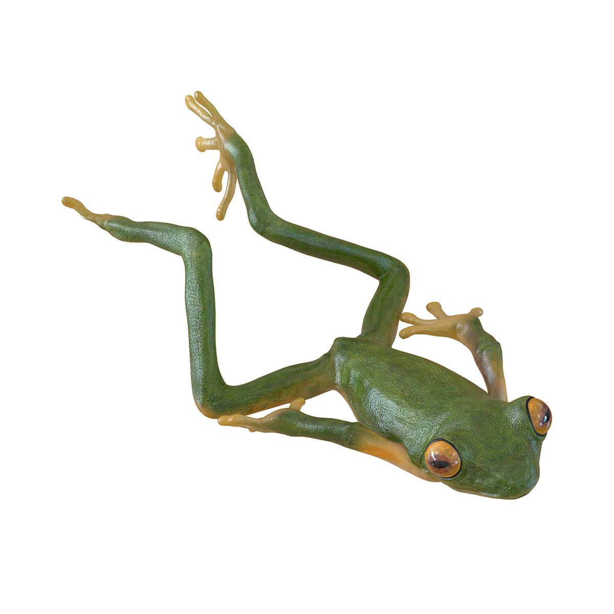 3D Tree Frog Pose 4