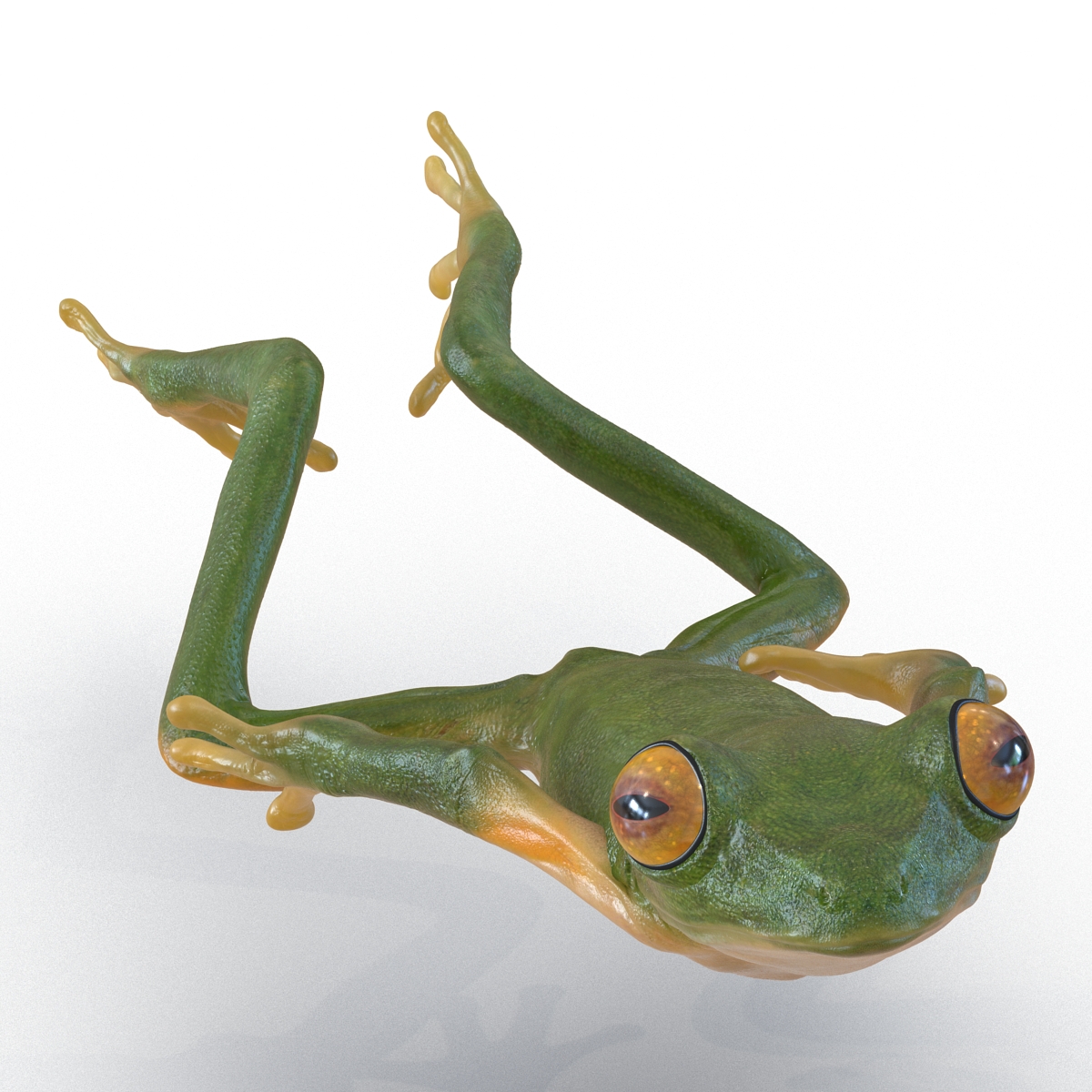 3D Tree Frog Pose 4