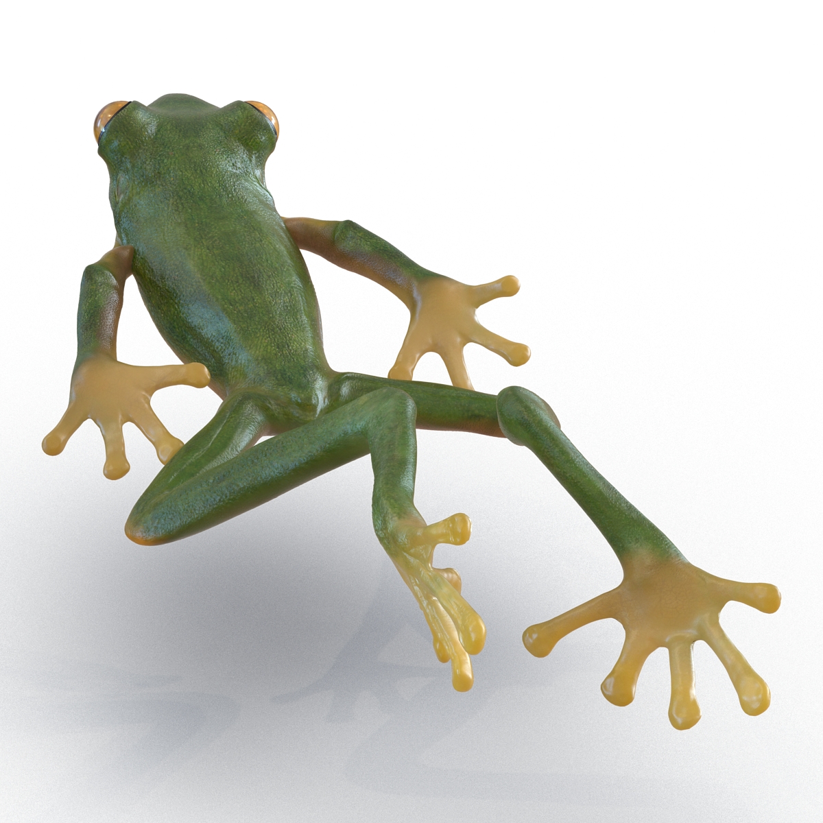 3D Tree Frog Pose 4