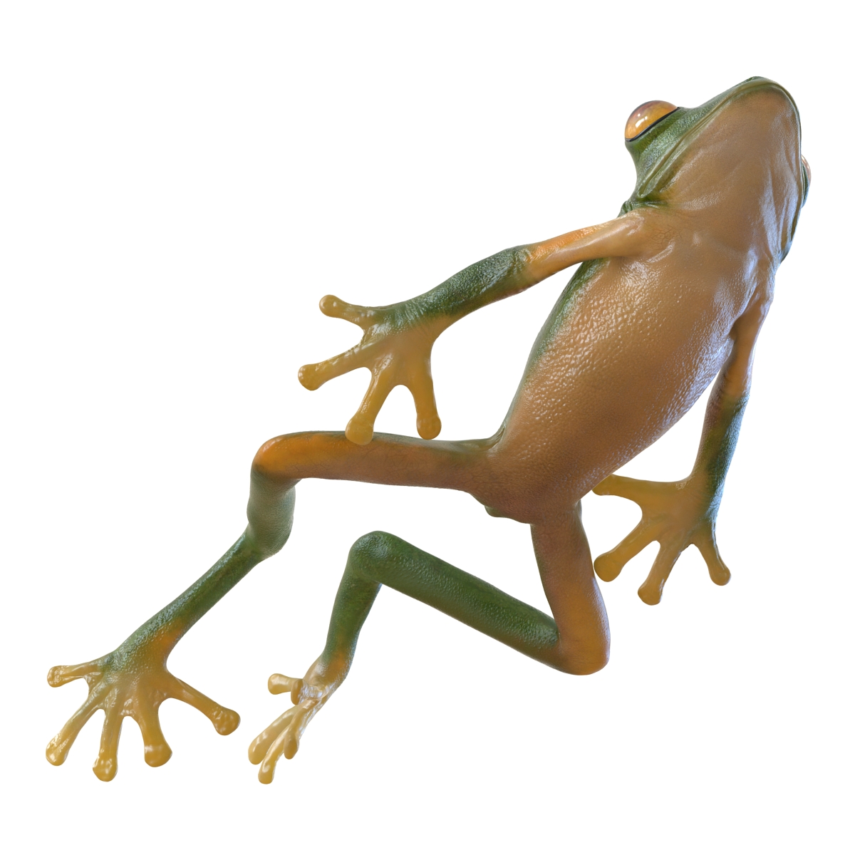 3D Tree Frog Pose 4