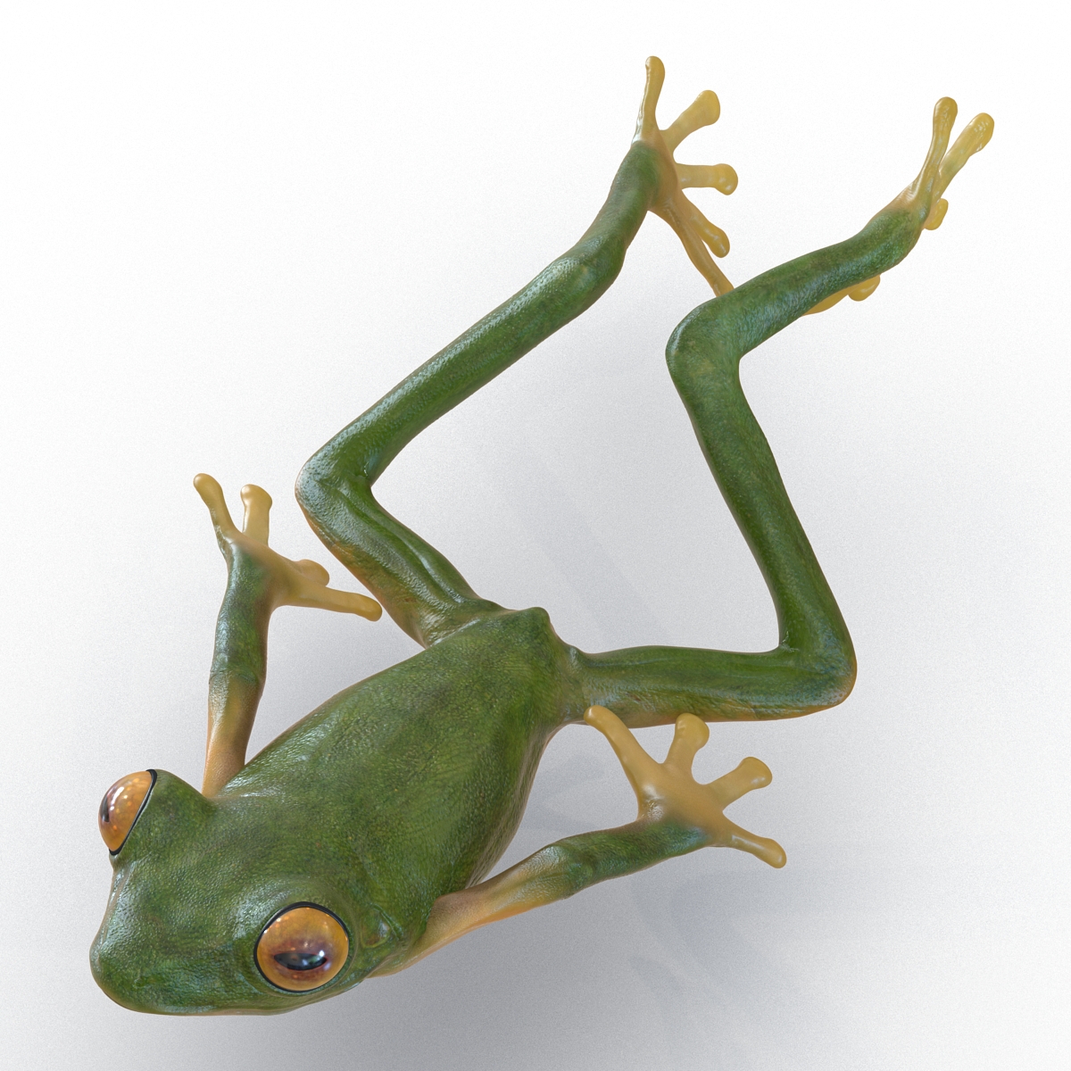 3D Tree Frog Pose 4