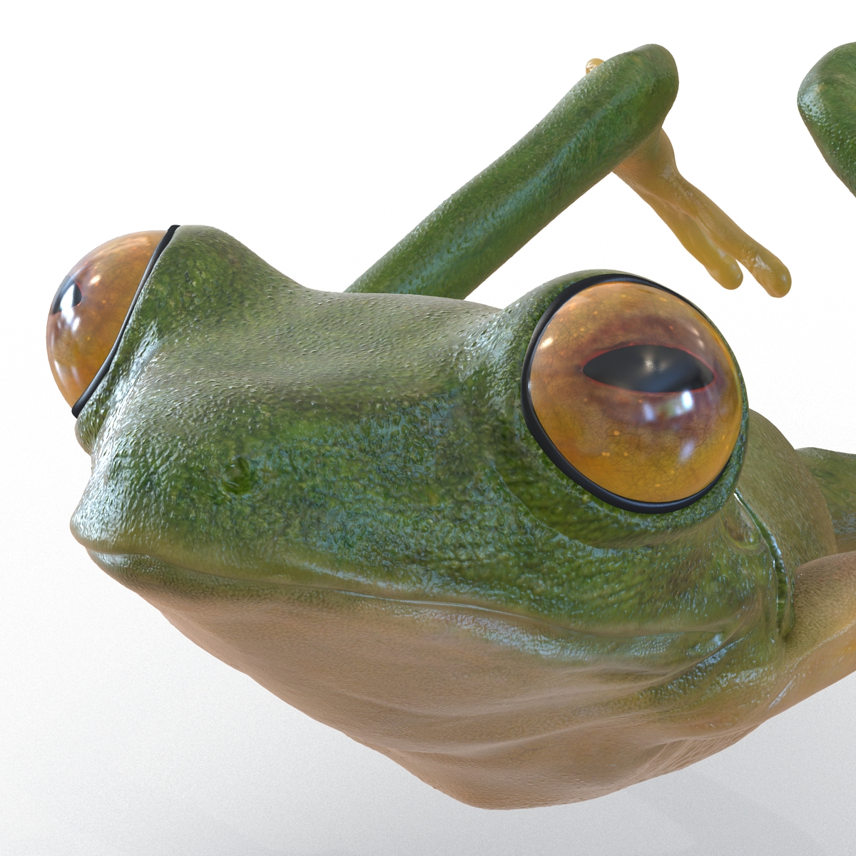 3D Tree Frog Pose 4