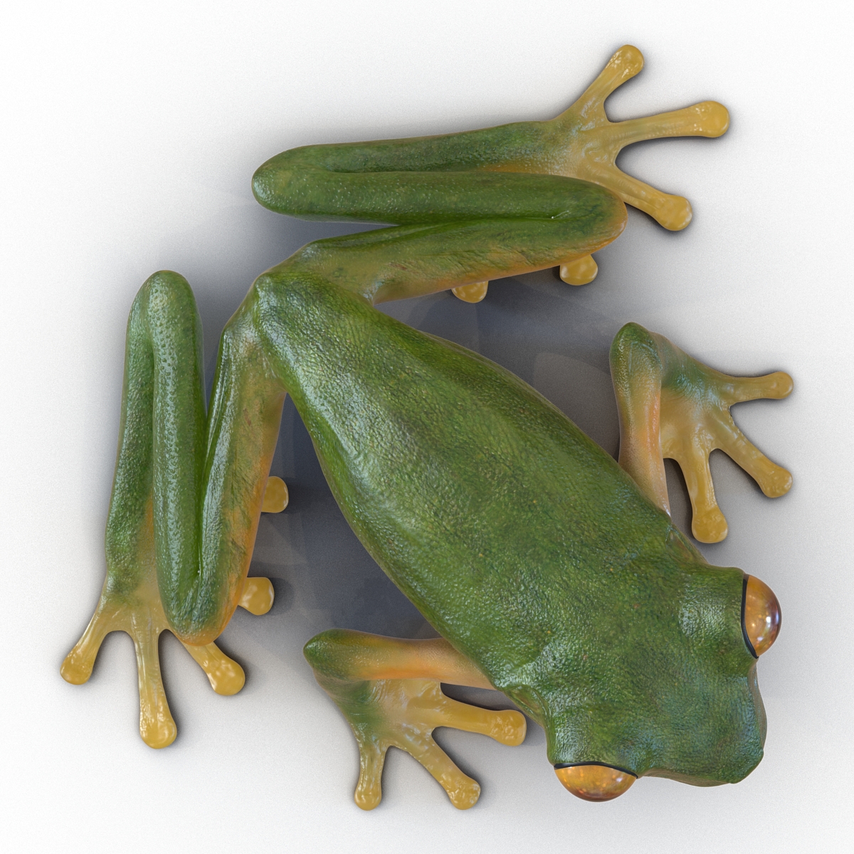 3D Tree Frog Rigged