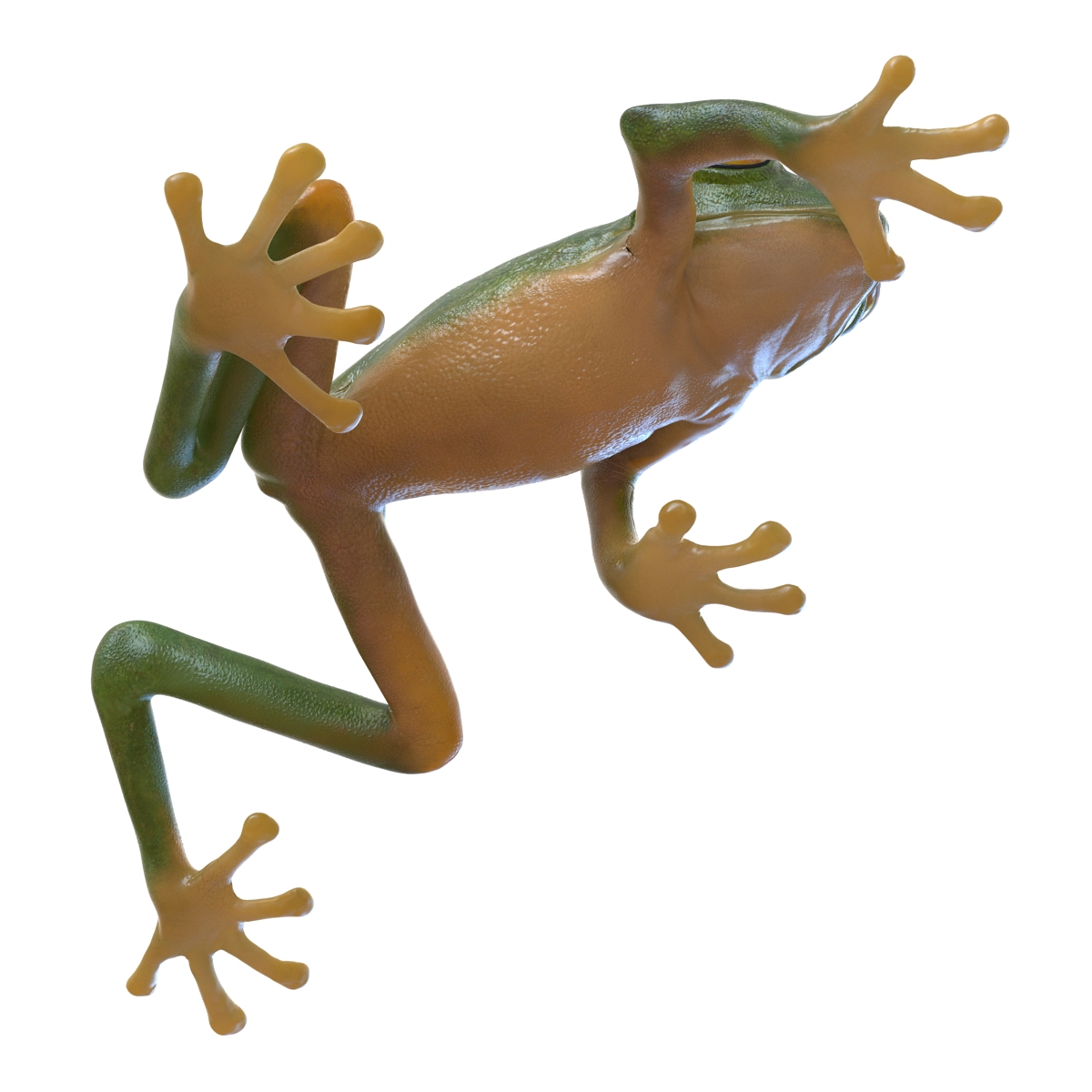 3D Tree Frog Rigged