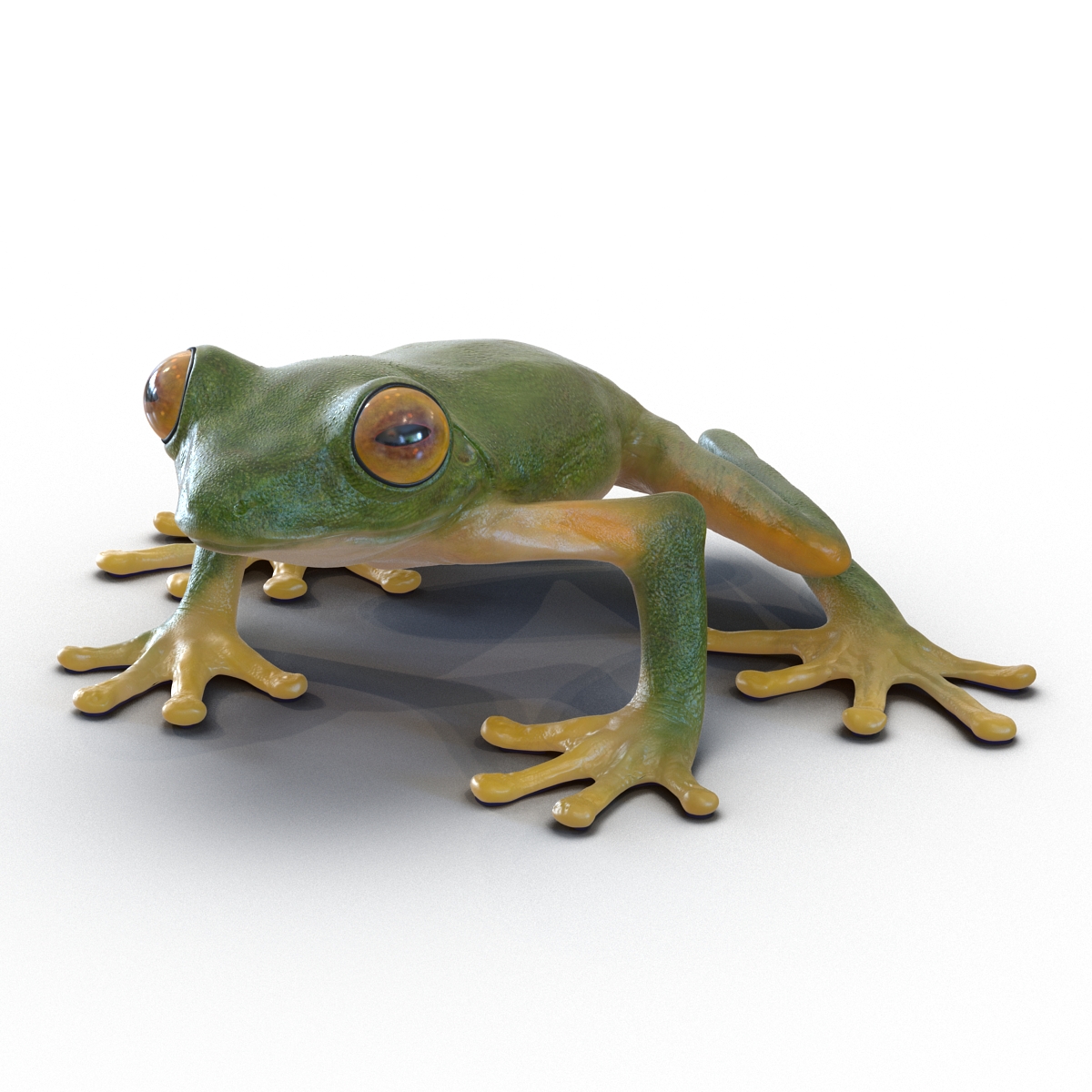 3D Tree Frog Rigged