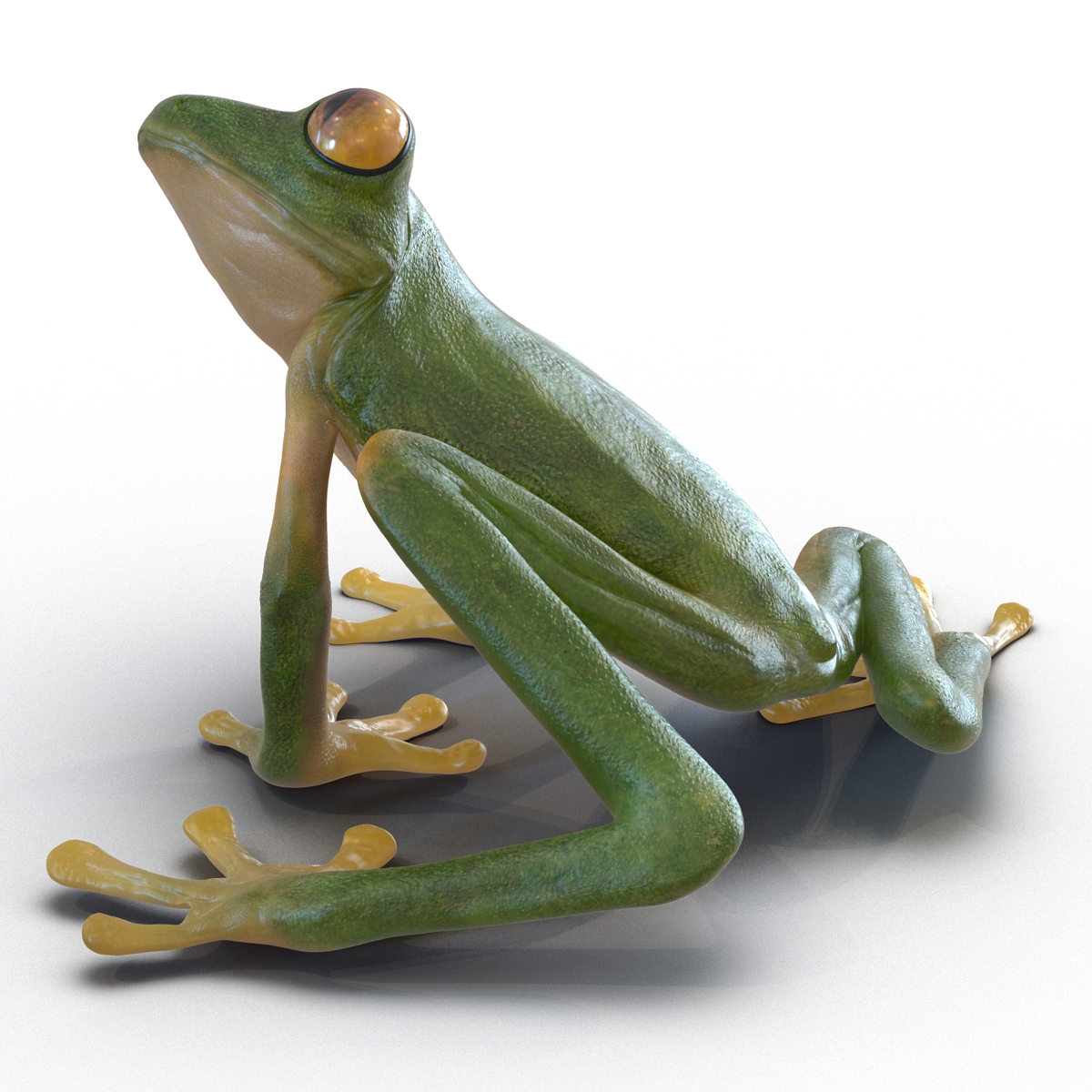 3D Tree Frog Rigged