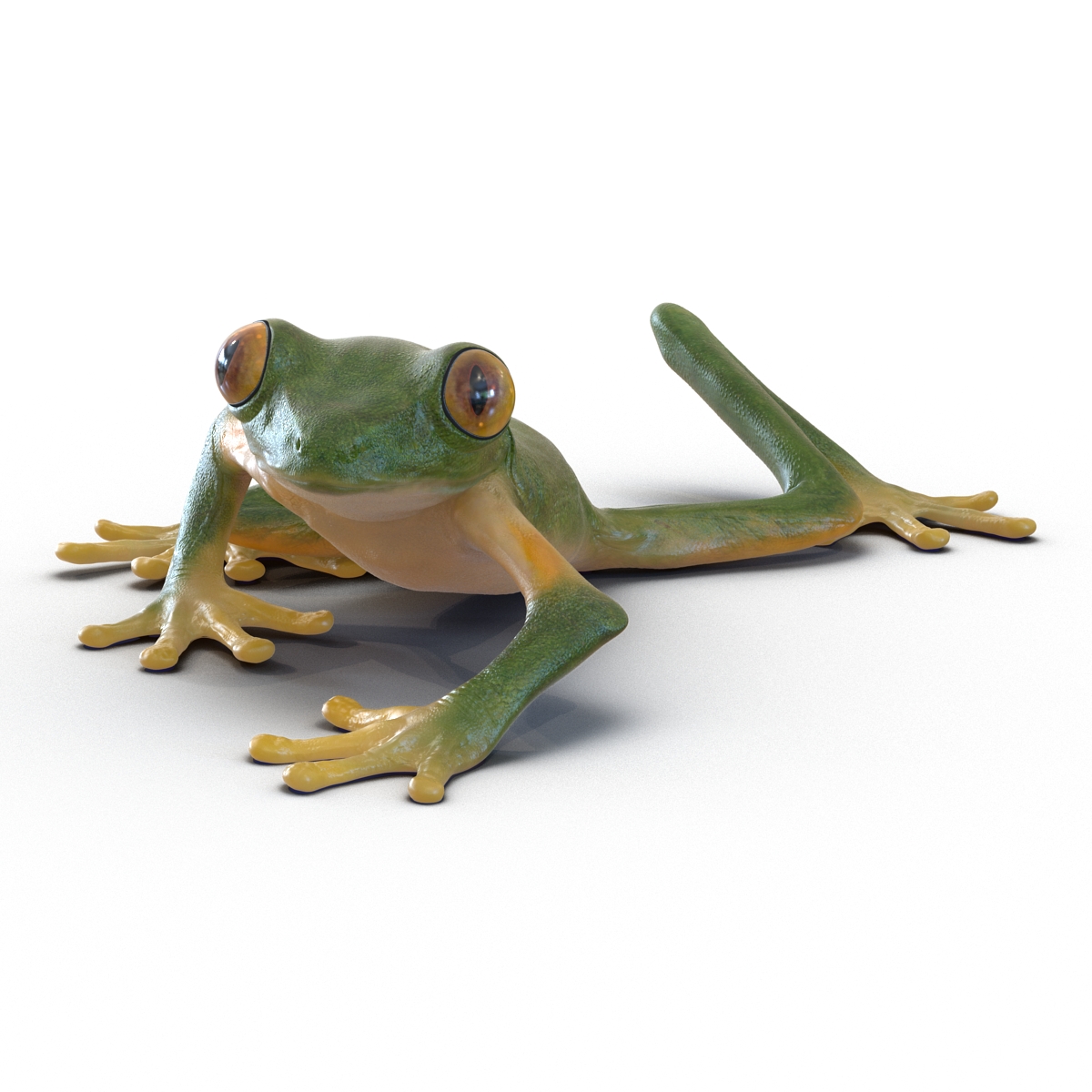 3D Tree Frog Rigged