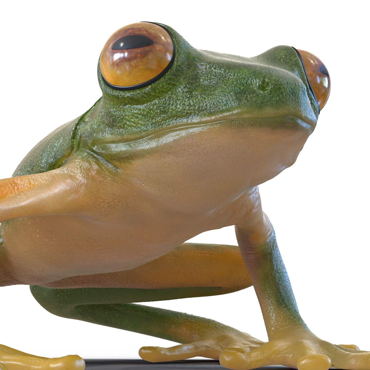 3D Tree Frog Rigged