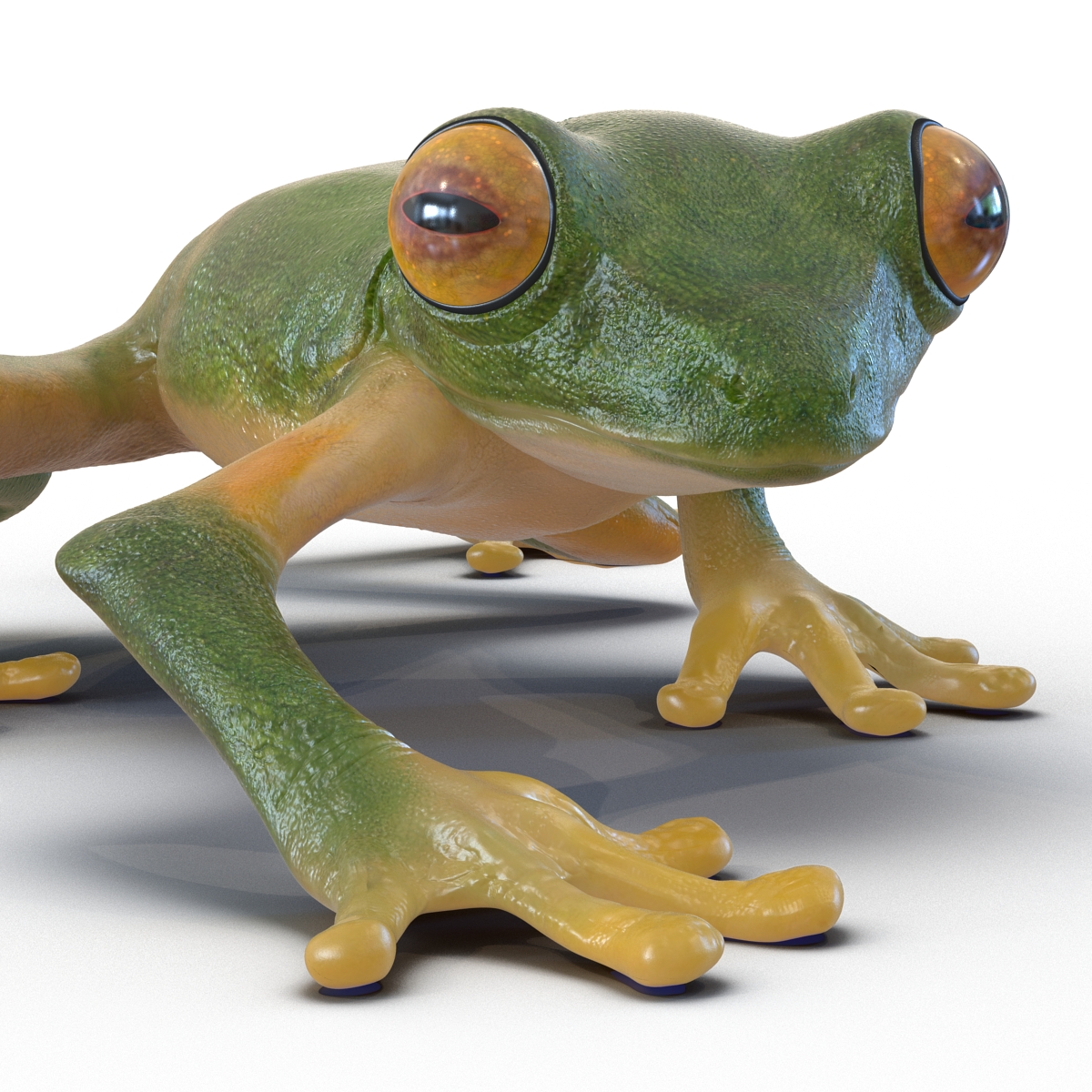 3D Tree Frog Rigged