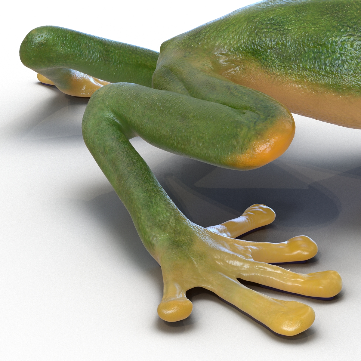 3D Tree Frog Rigged