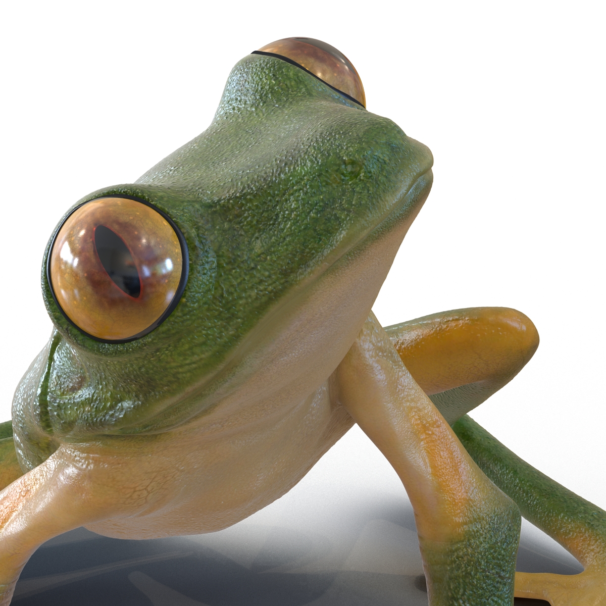 3D Tree Frog Rigged