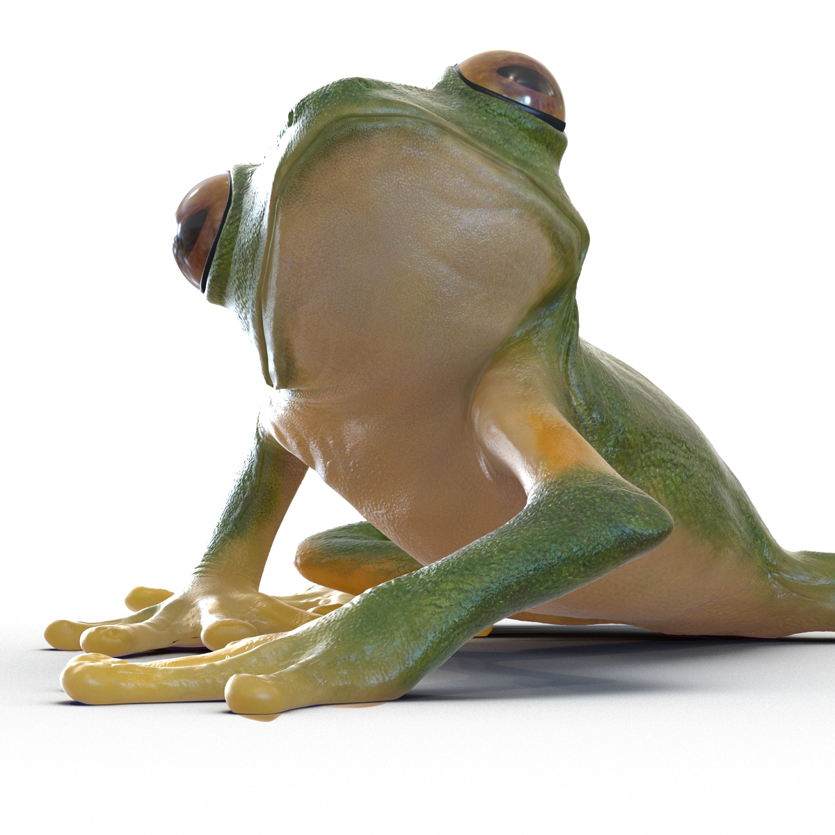 3D Tree Frog Rigged