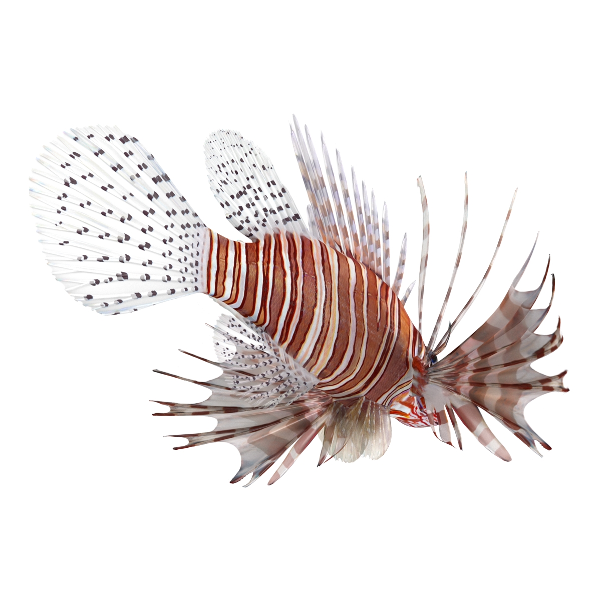 3D Lion Fish Rigged