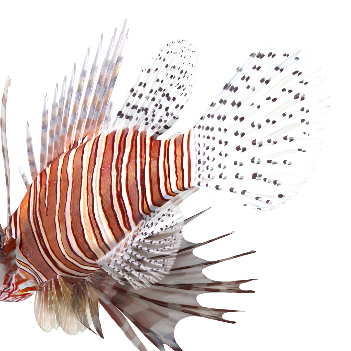 3D Lion Fish Rigged