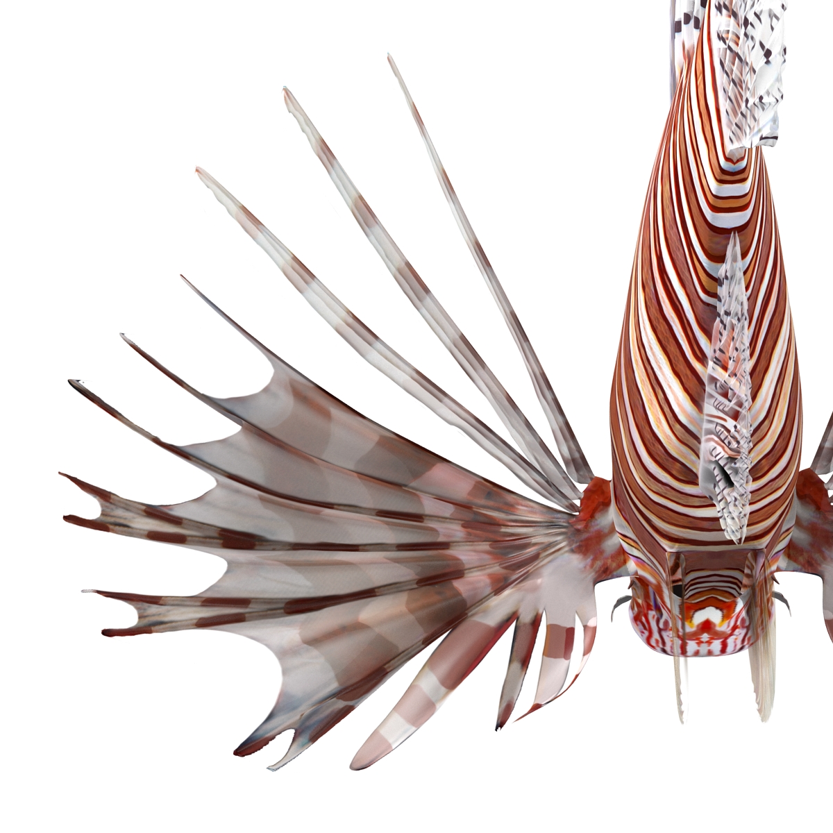 3D Lion Fish Rigged