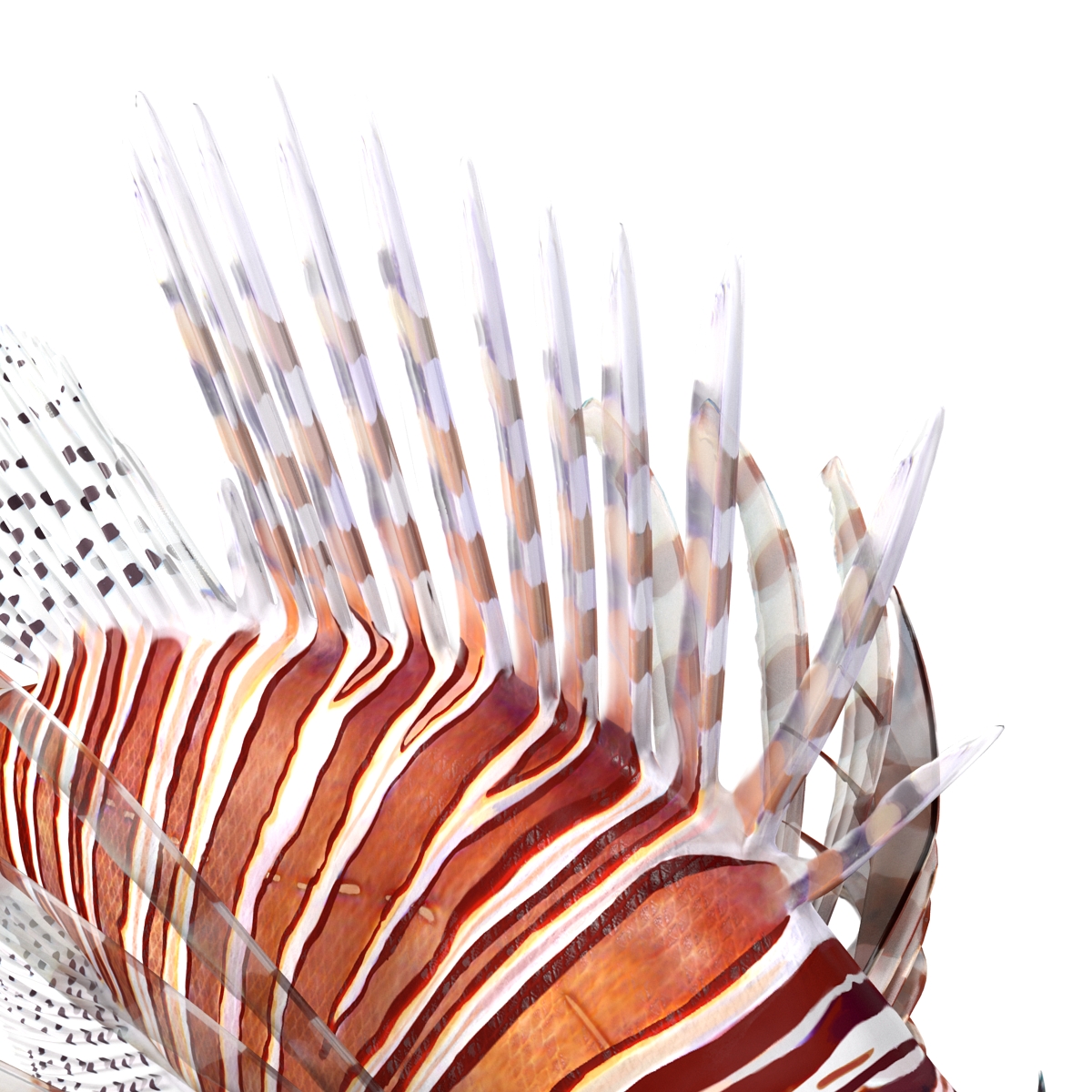 3D Lion Fish Rigged