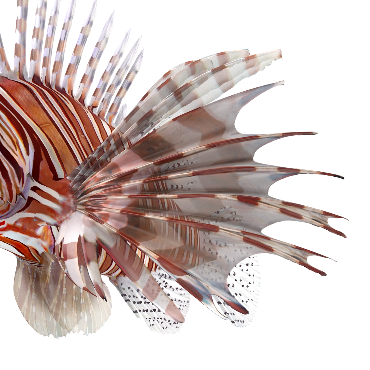 3D Lion Fish Rigged