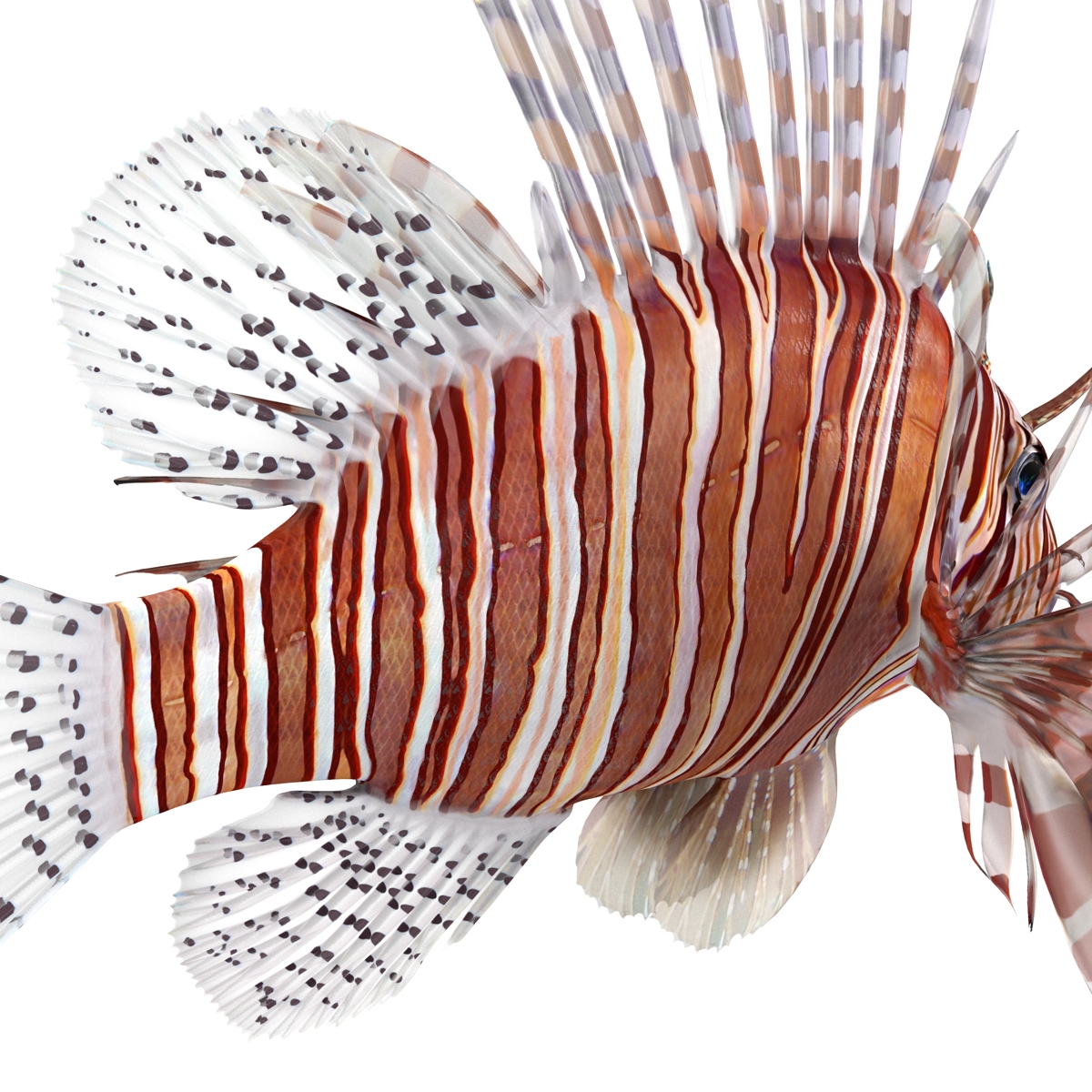 Lion Fish 3D model