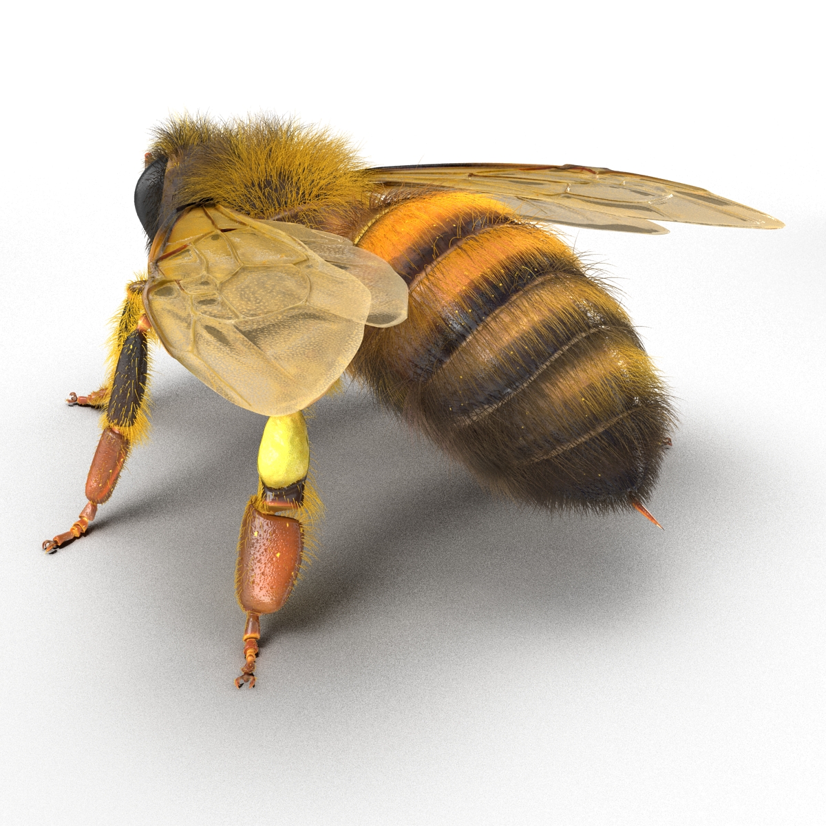 3D model Bee Rigged