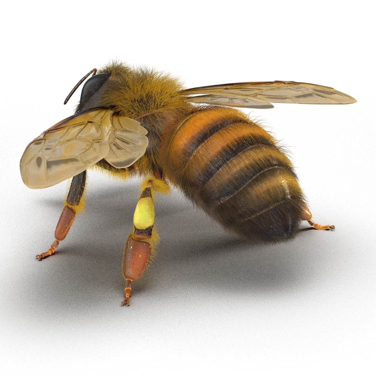 3D model Bee Rigged