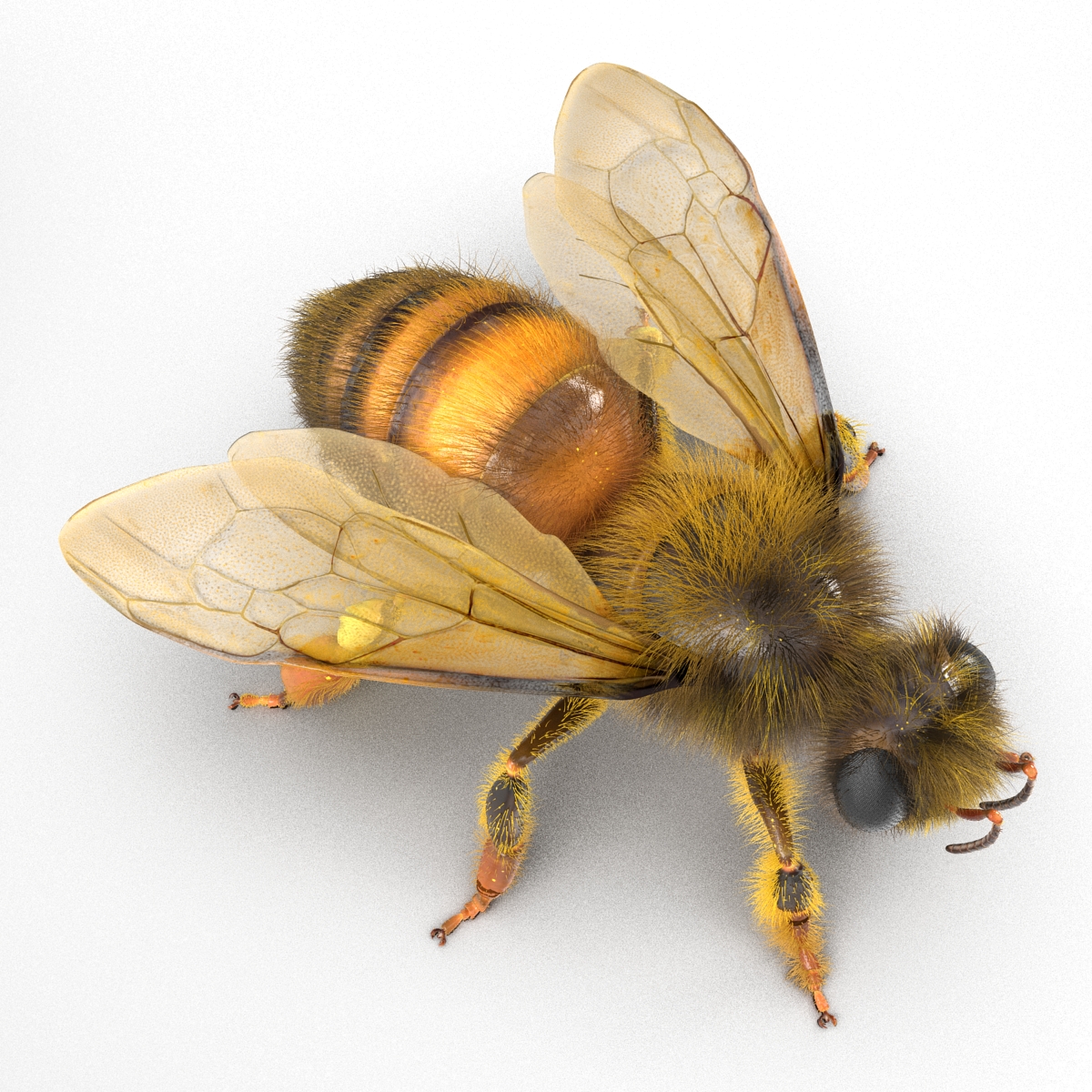 3D model Bee Rigged