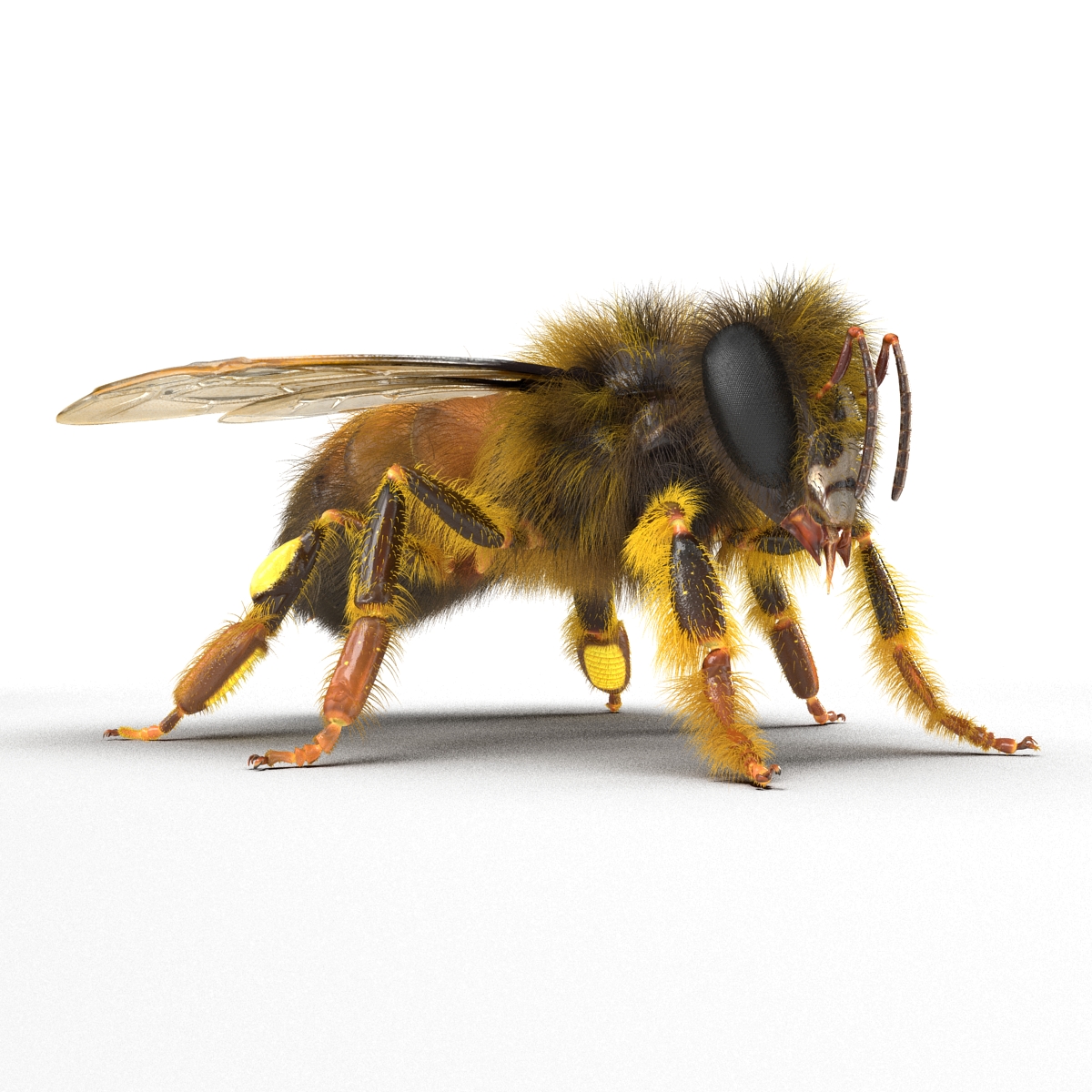 3D model Bee Rigged