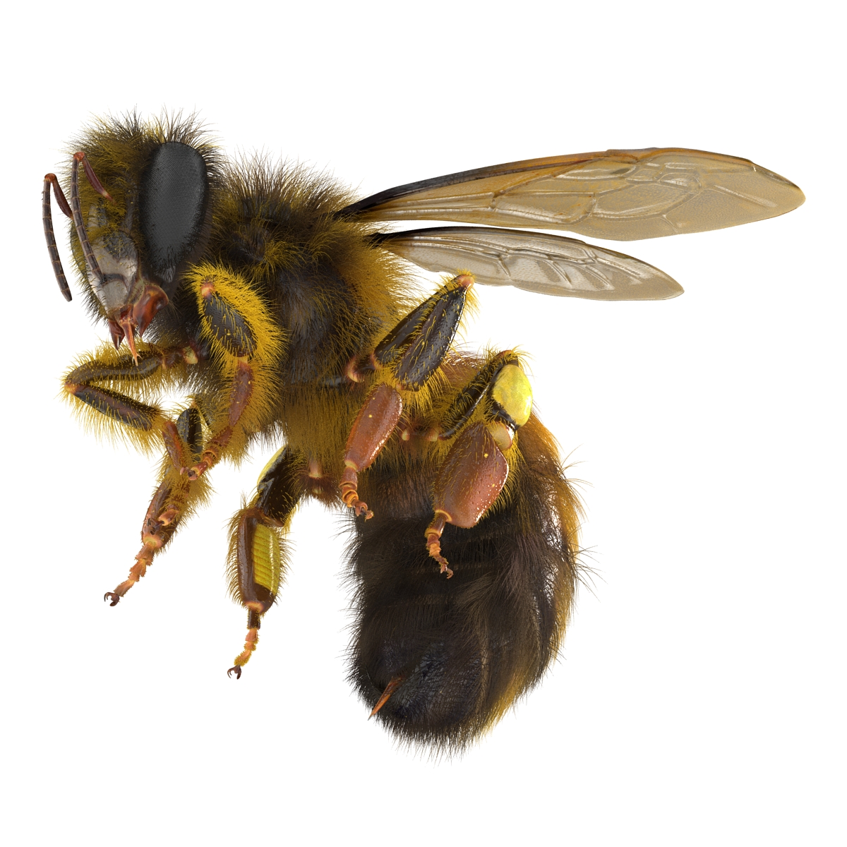 3D model Bee Rigged