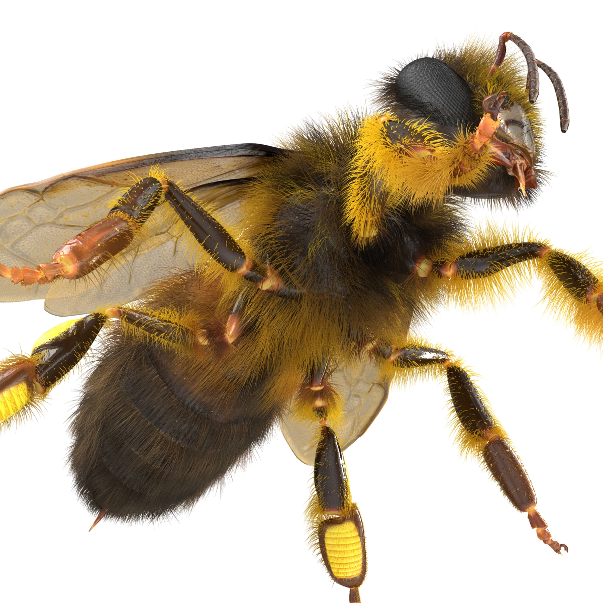 3D model Bee Rigged