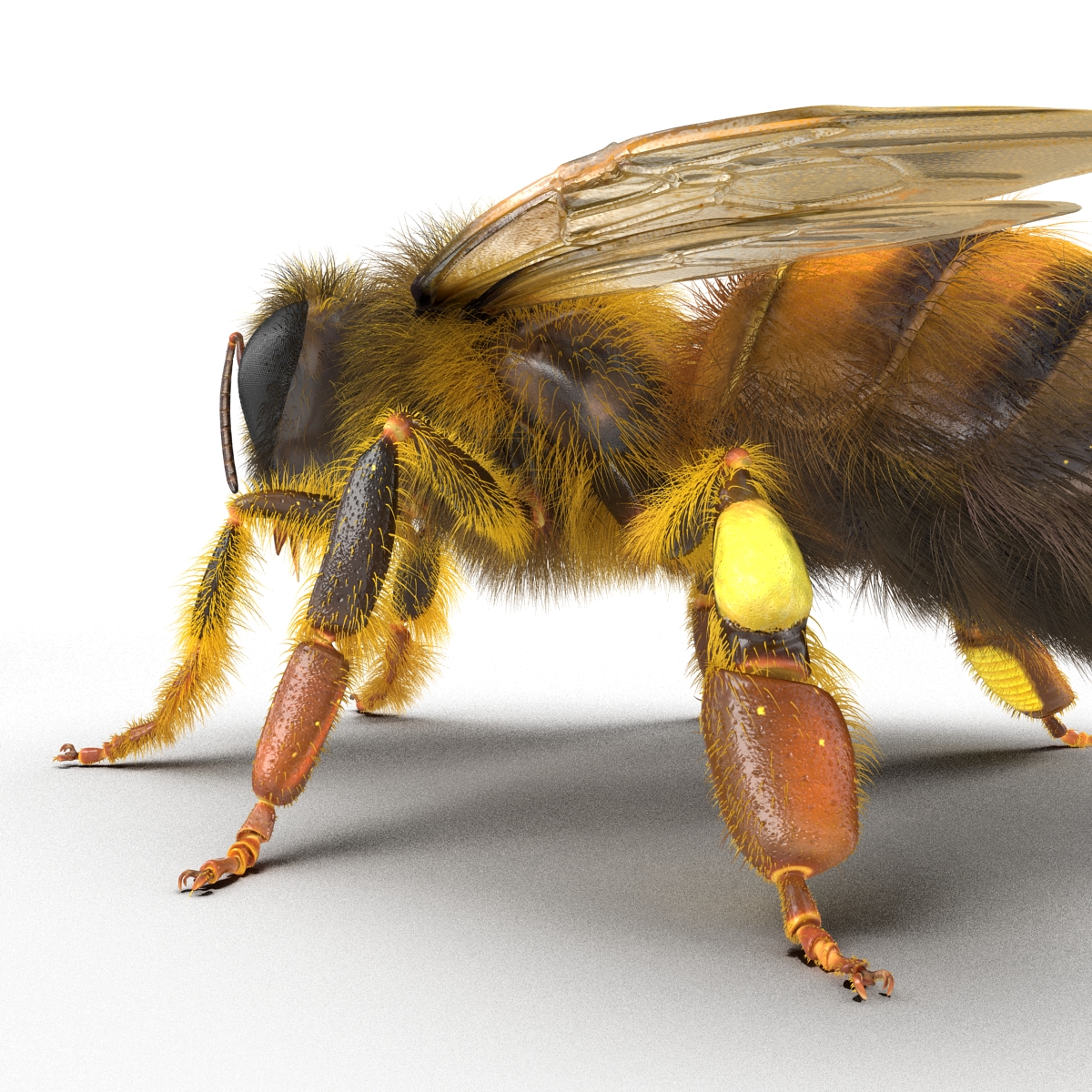 3D model Bee Rigged