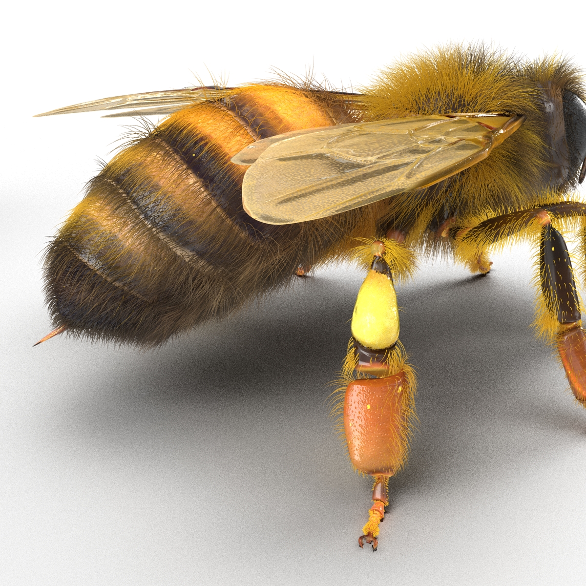 3D model Bee Rigged