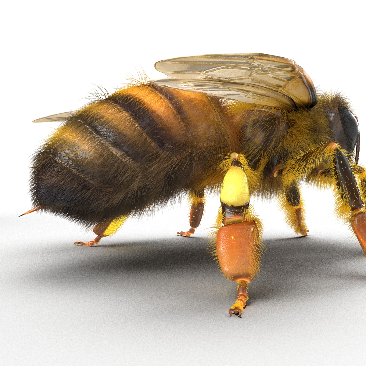 3D model Bee Rigged